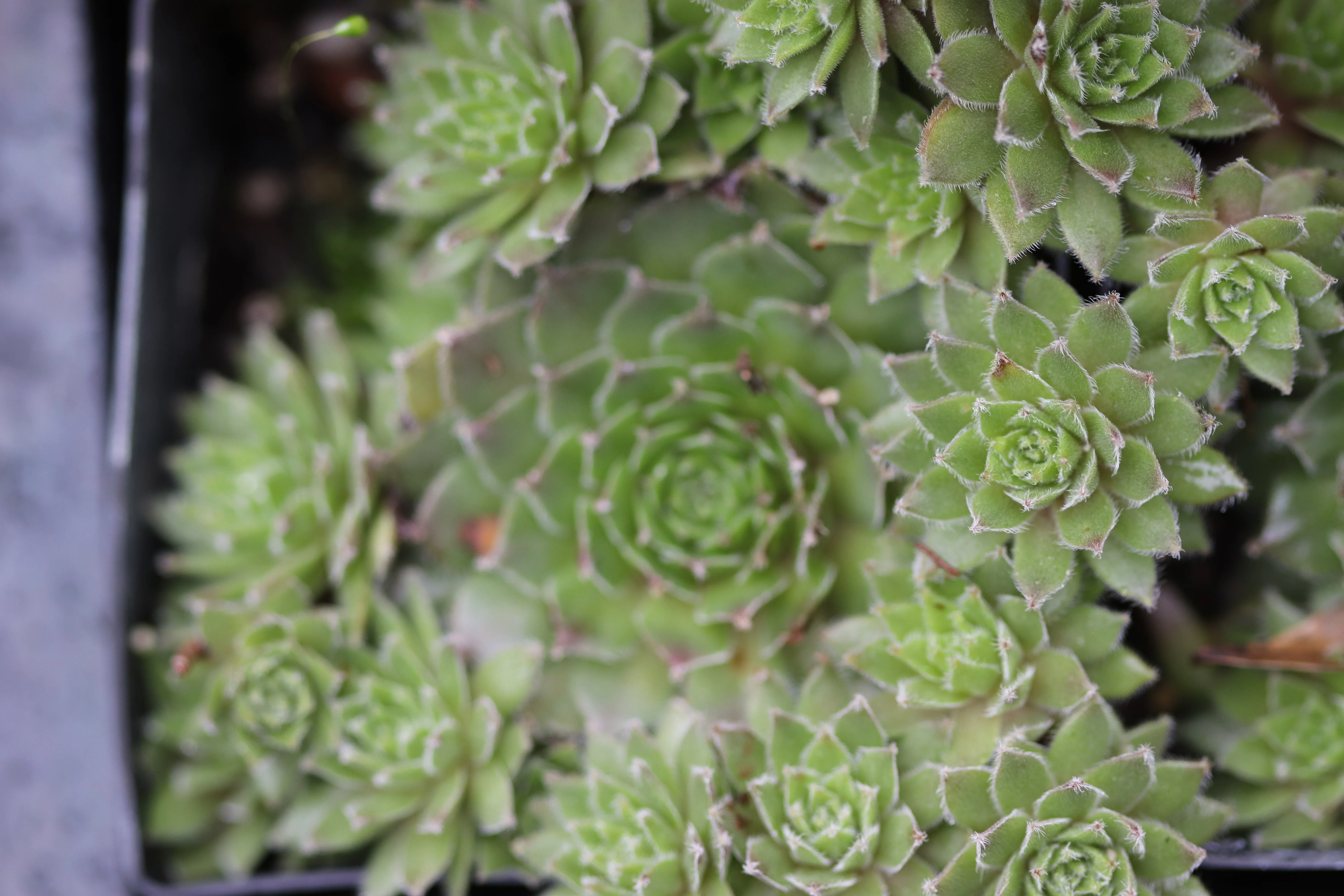 Sempervivum 'Pacific Sparkler' - Image 3