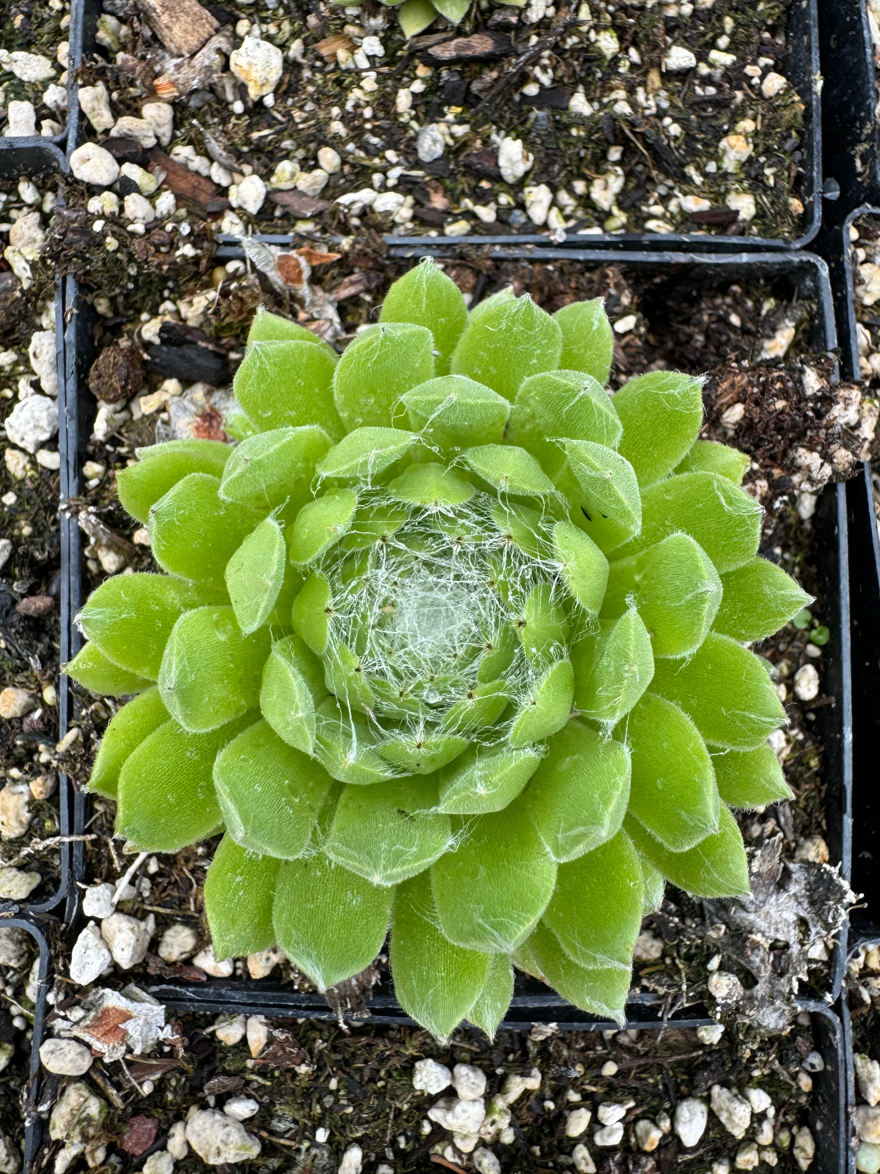 Sempervivum 'Pekinese' - Image 2