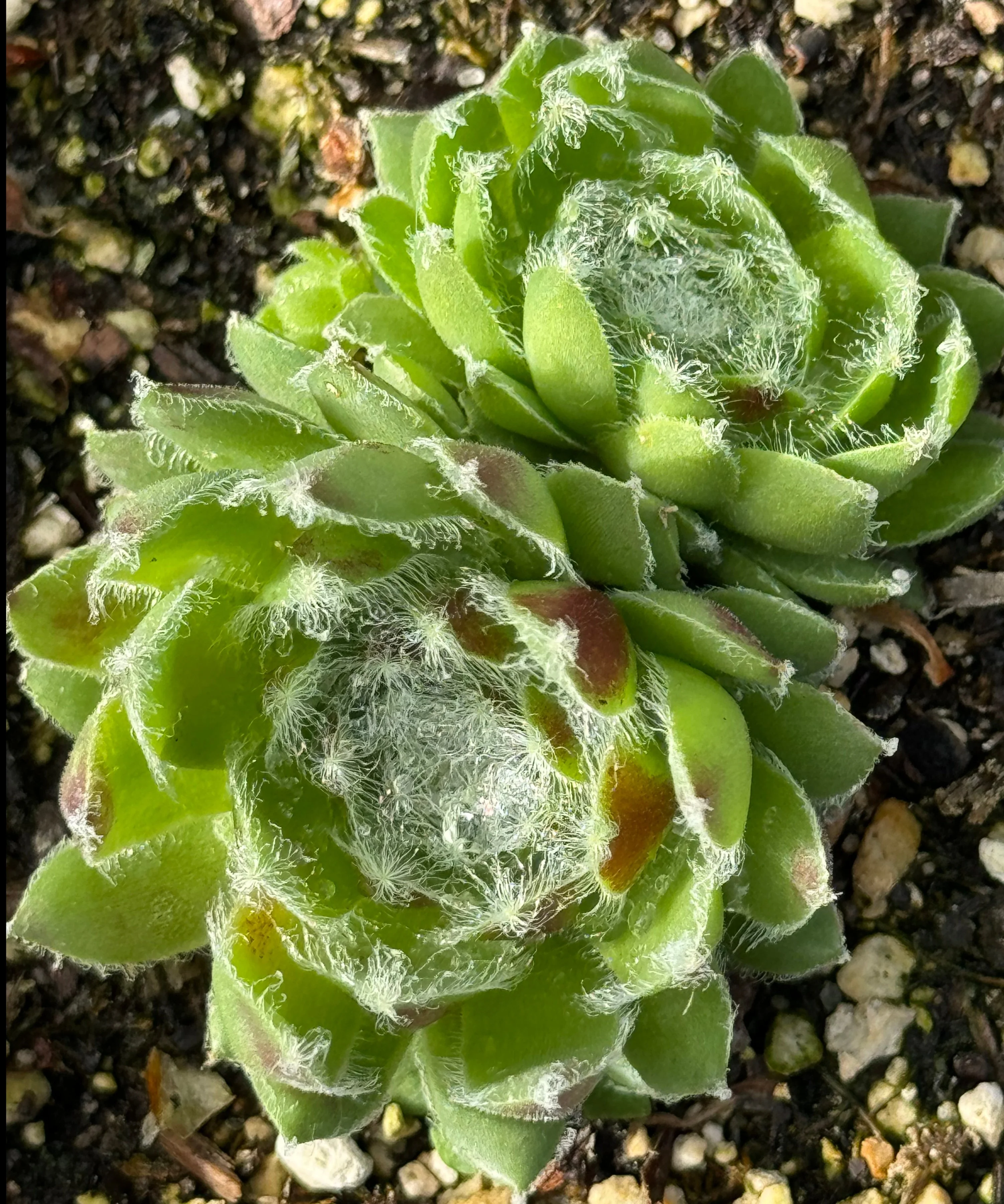 Sempervivum 'Ponderosa' - Image 2