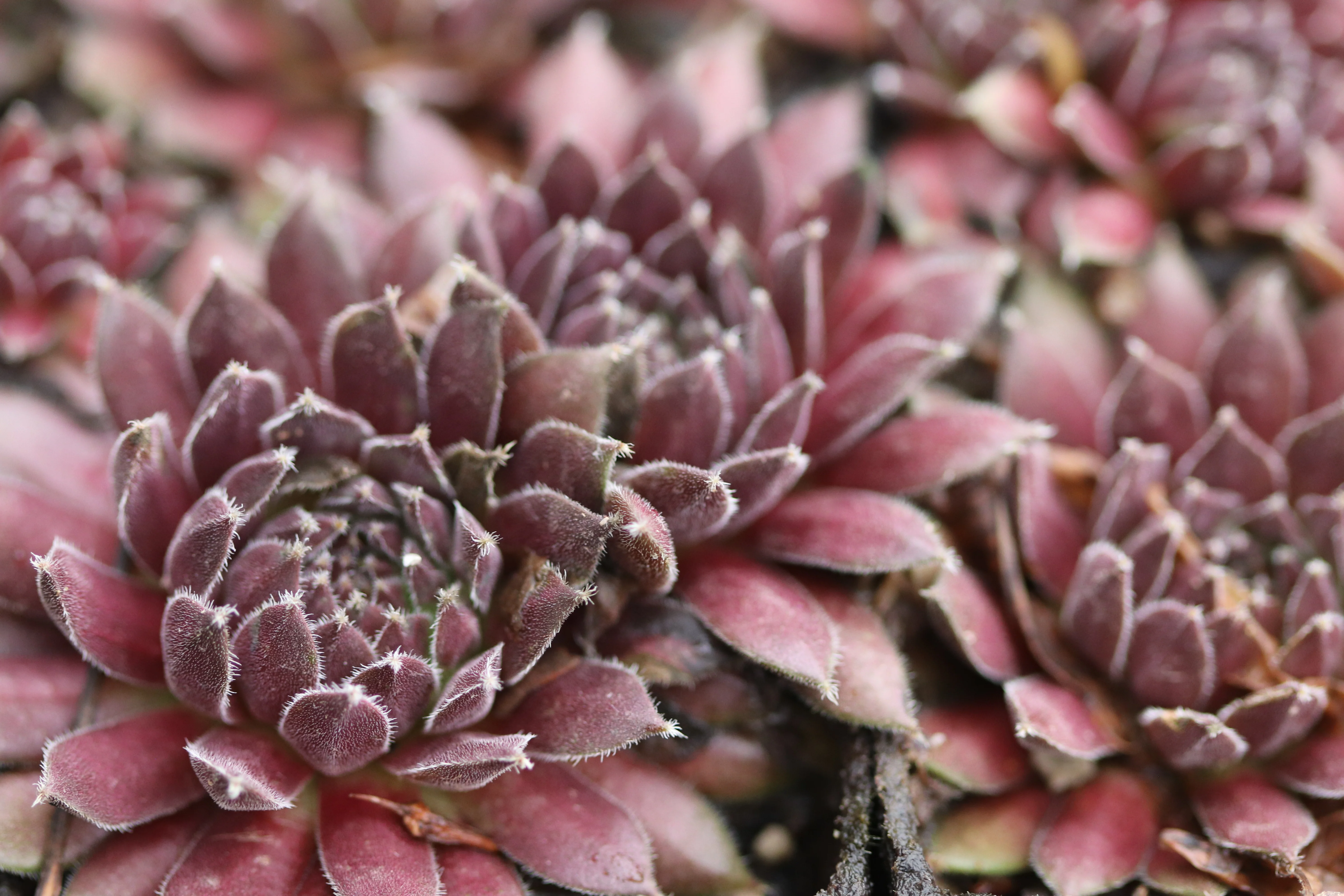 Sempervivum 'Pumeros' - Image 2