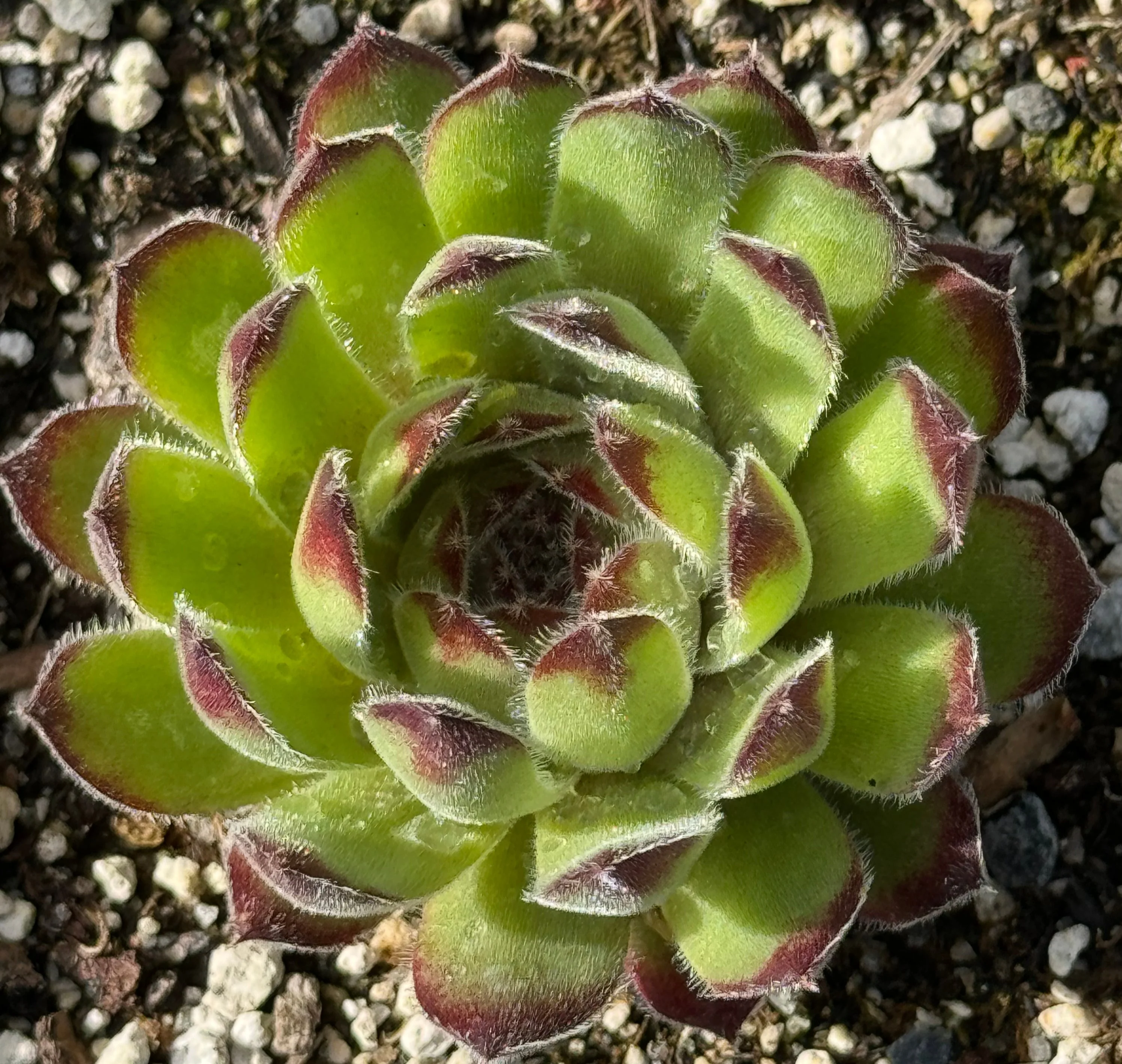 Sempervivum 'Quintessence'