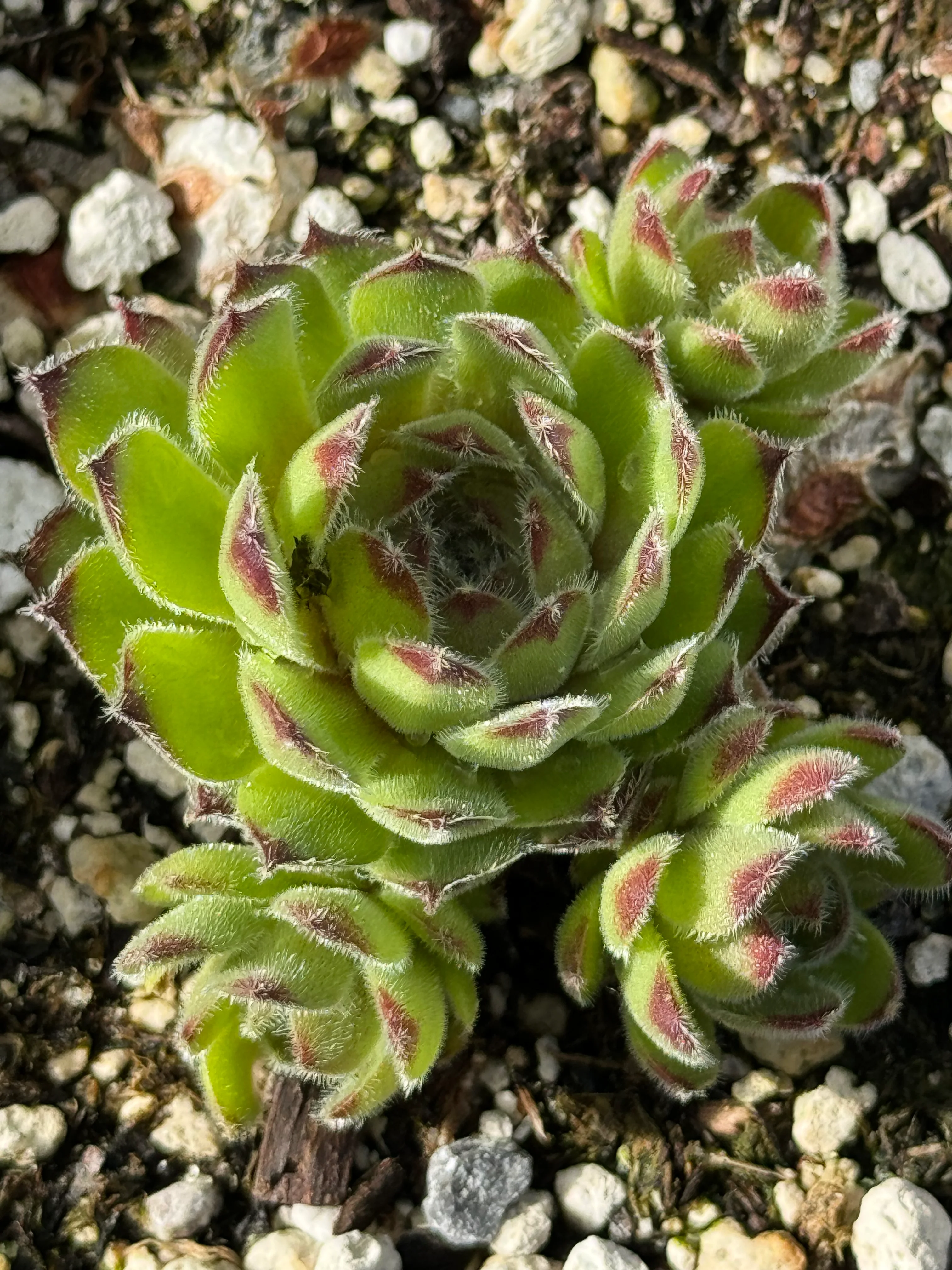 Sempervivum 'Quintessence' - Image 2