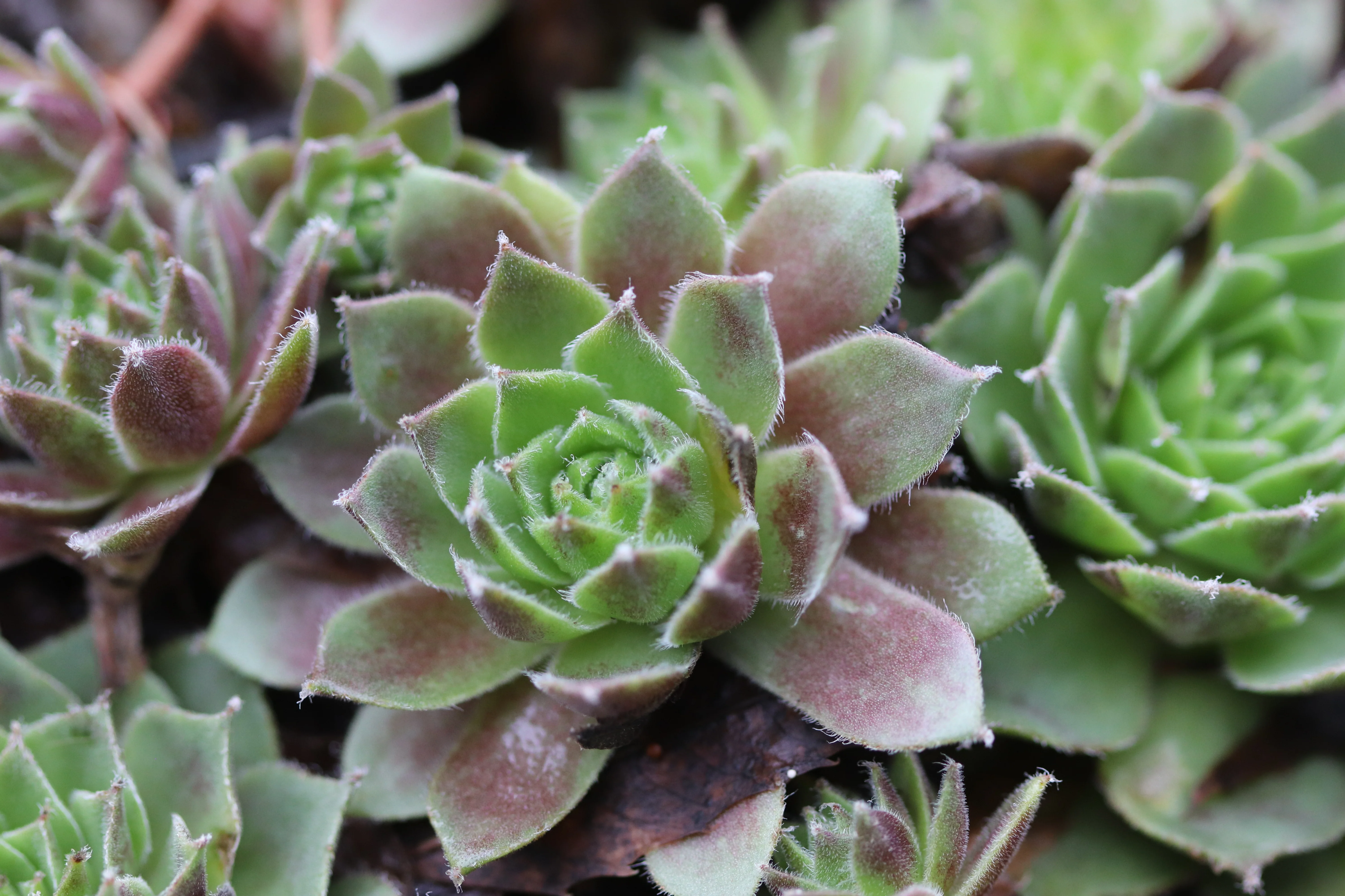 Sempervivum 'Red Delta'