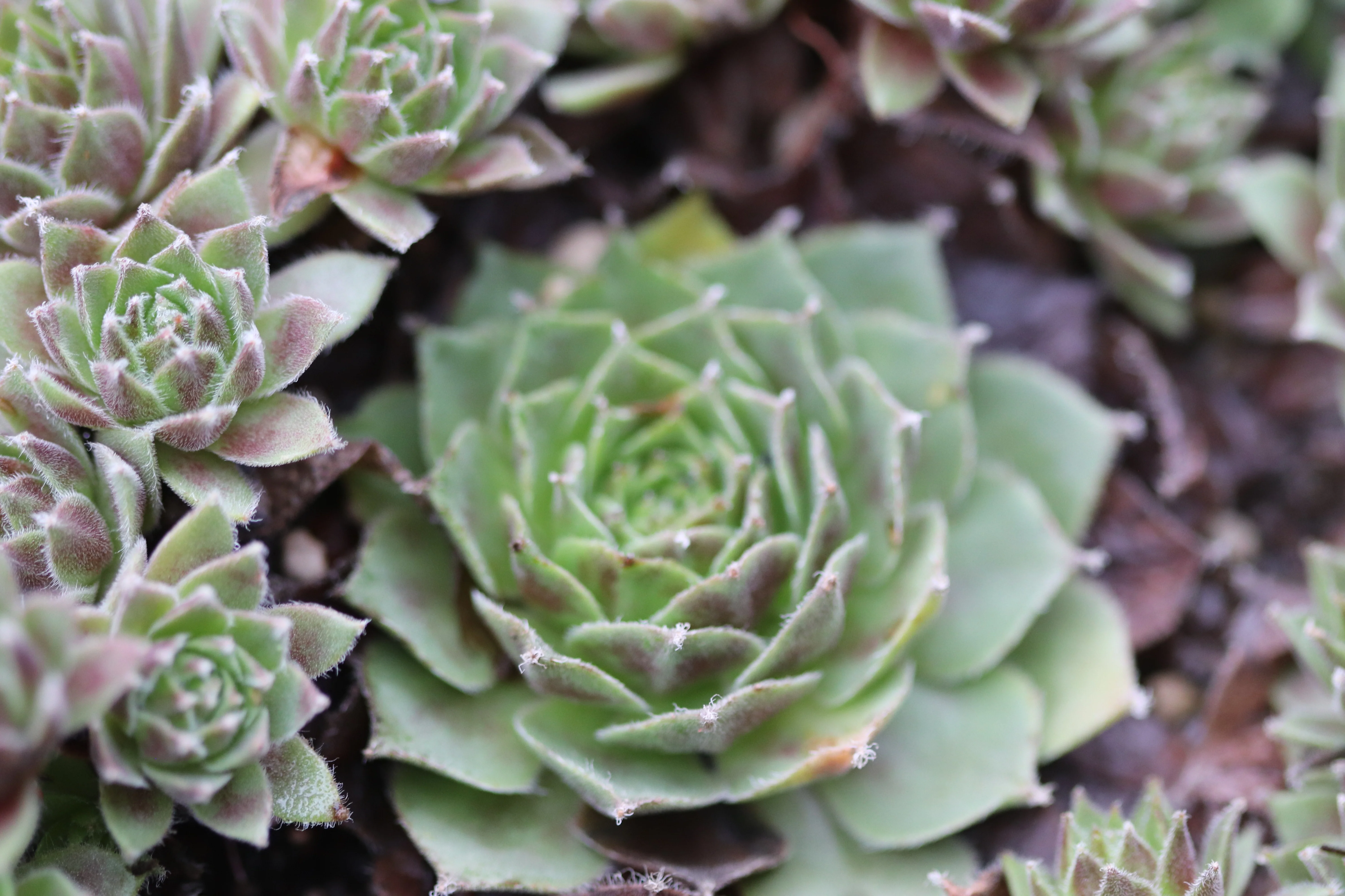 Sempervivum 'Red Delta' - Image 2
