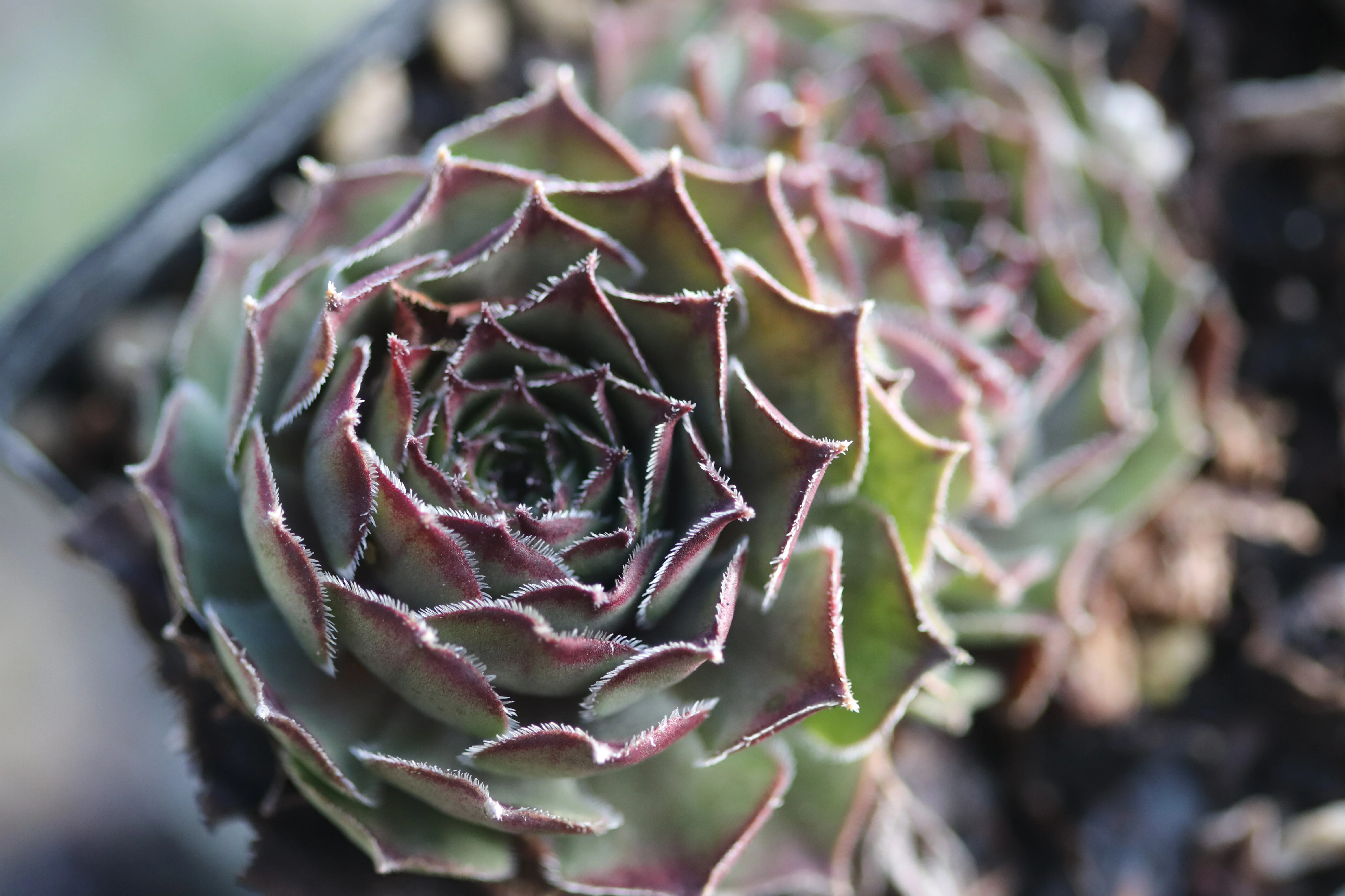 Sempervivum 'Sheba'