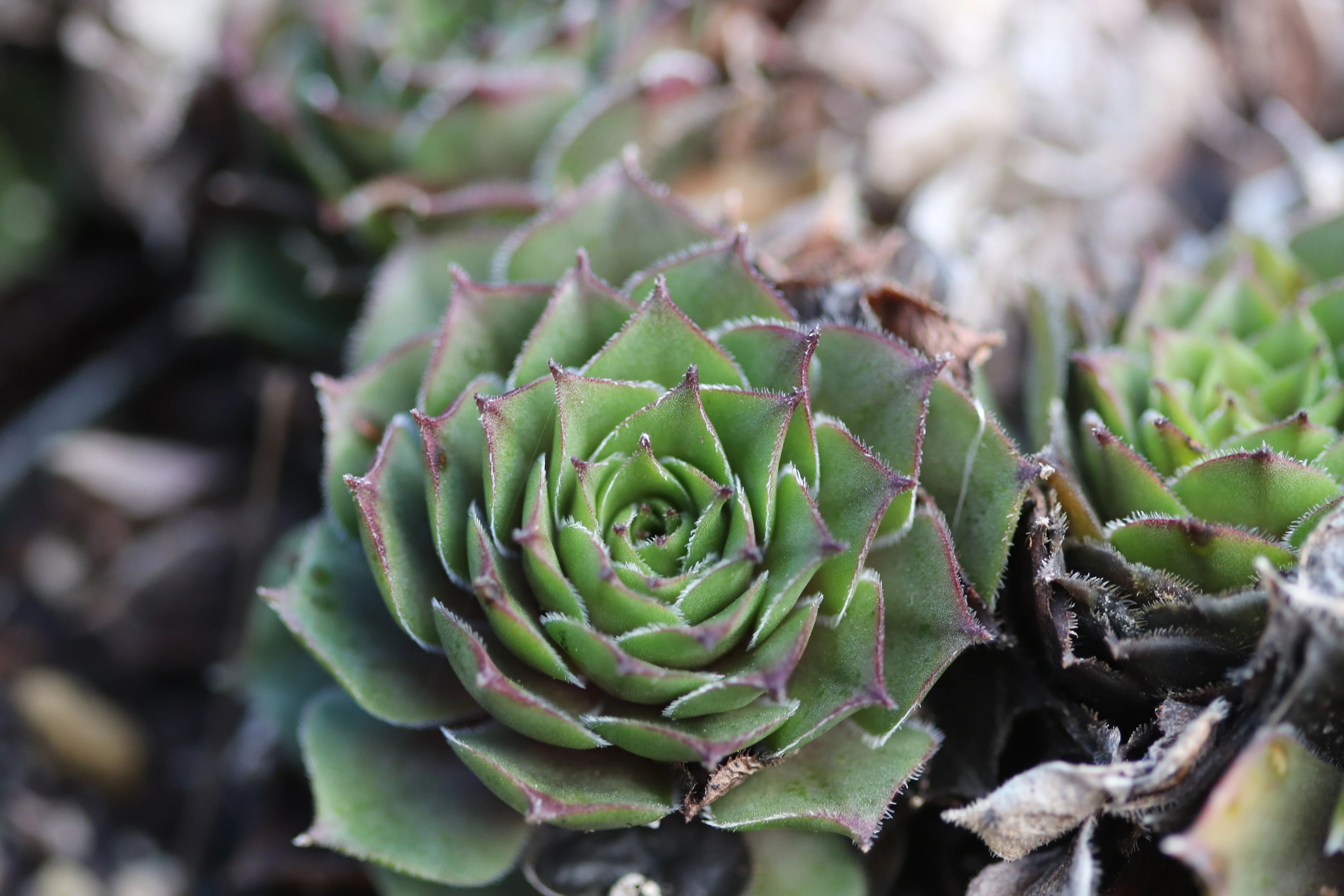 Sempervivum 'Sheba' - Image 2