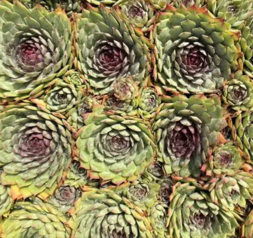 Sempervivum 'Silver Spring' - Image 2