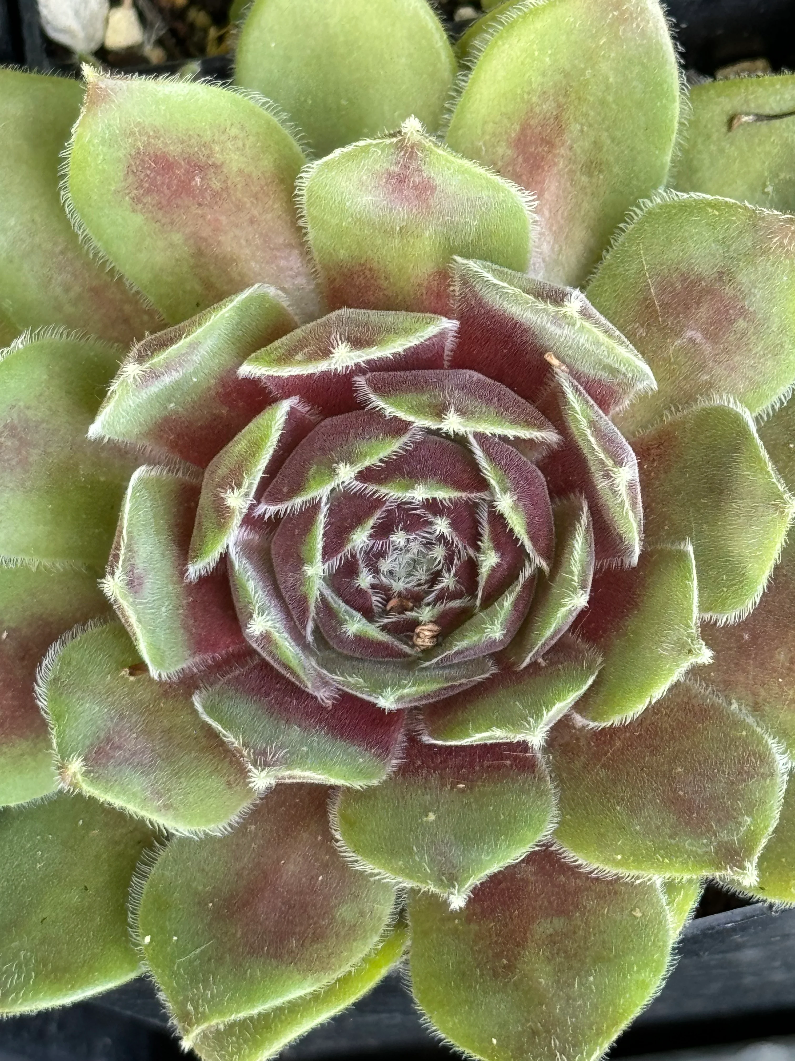 Sempervivum 'Skrocki' - Image 2