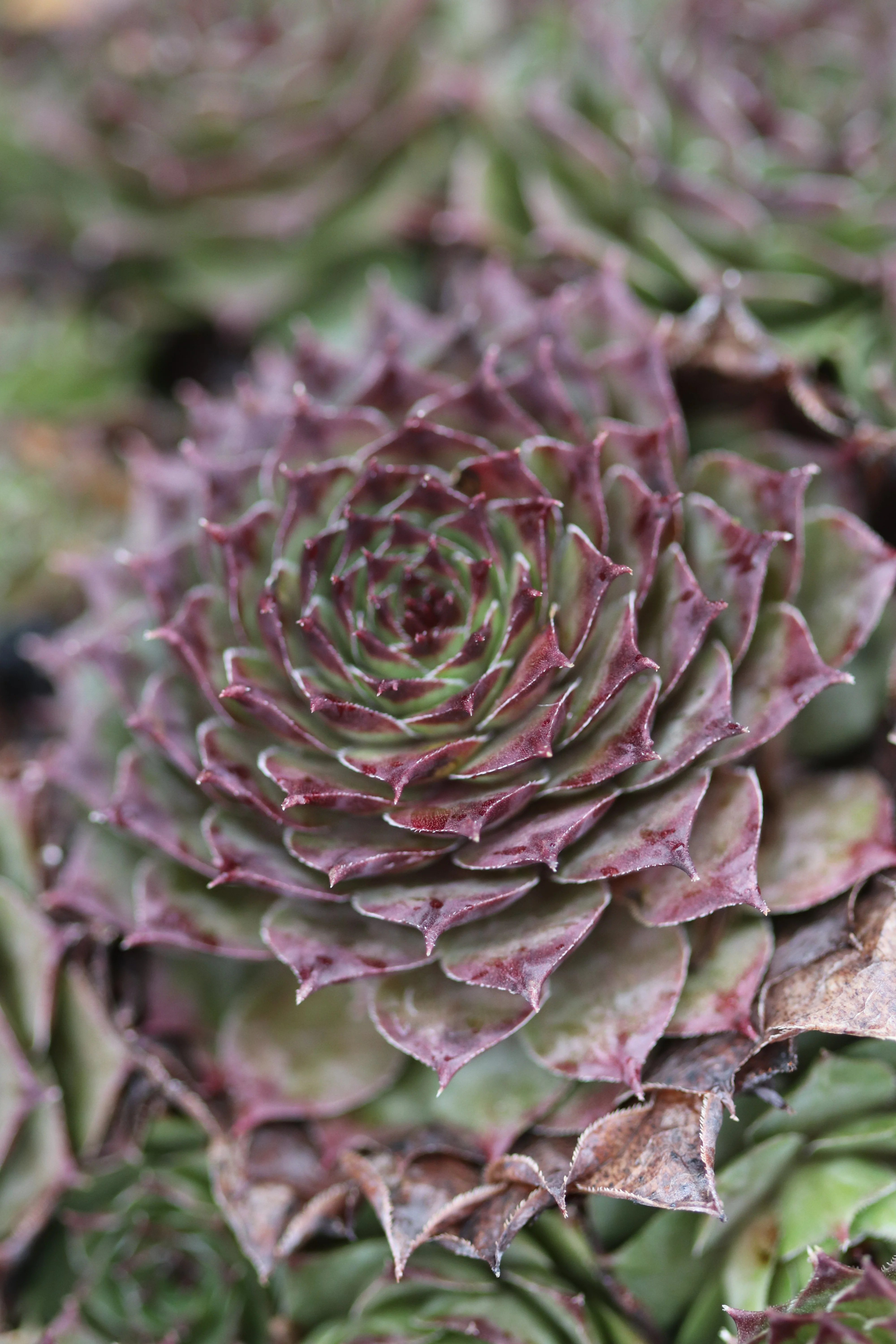 Sempervivum 'Solange' - Image 2