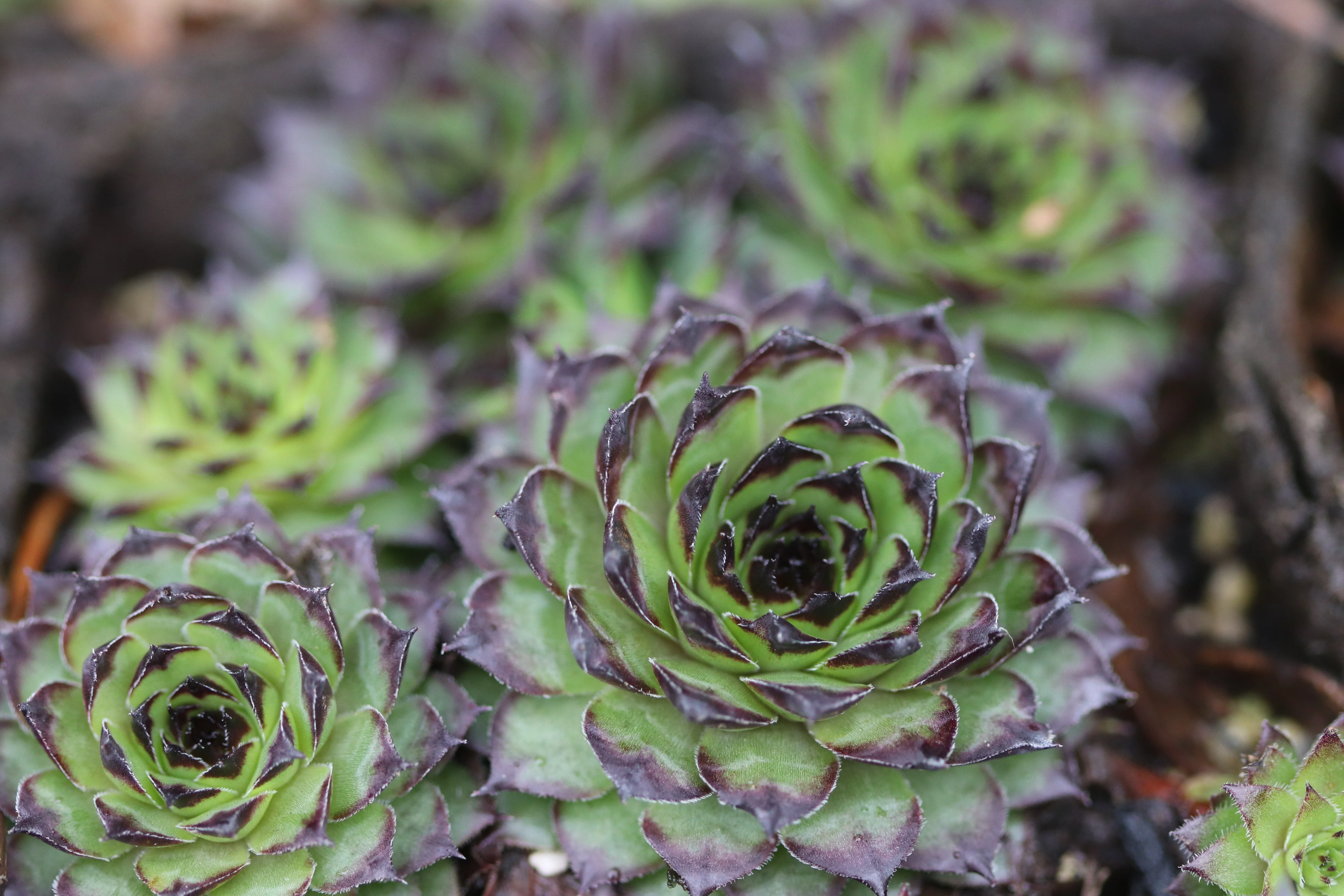 Sempervivum 'Strider' - Image 2
