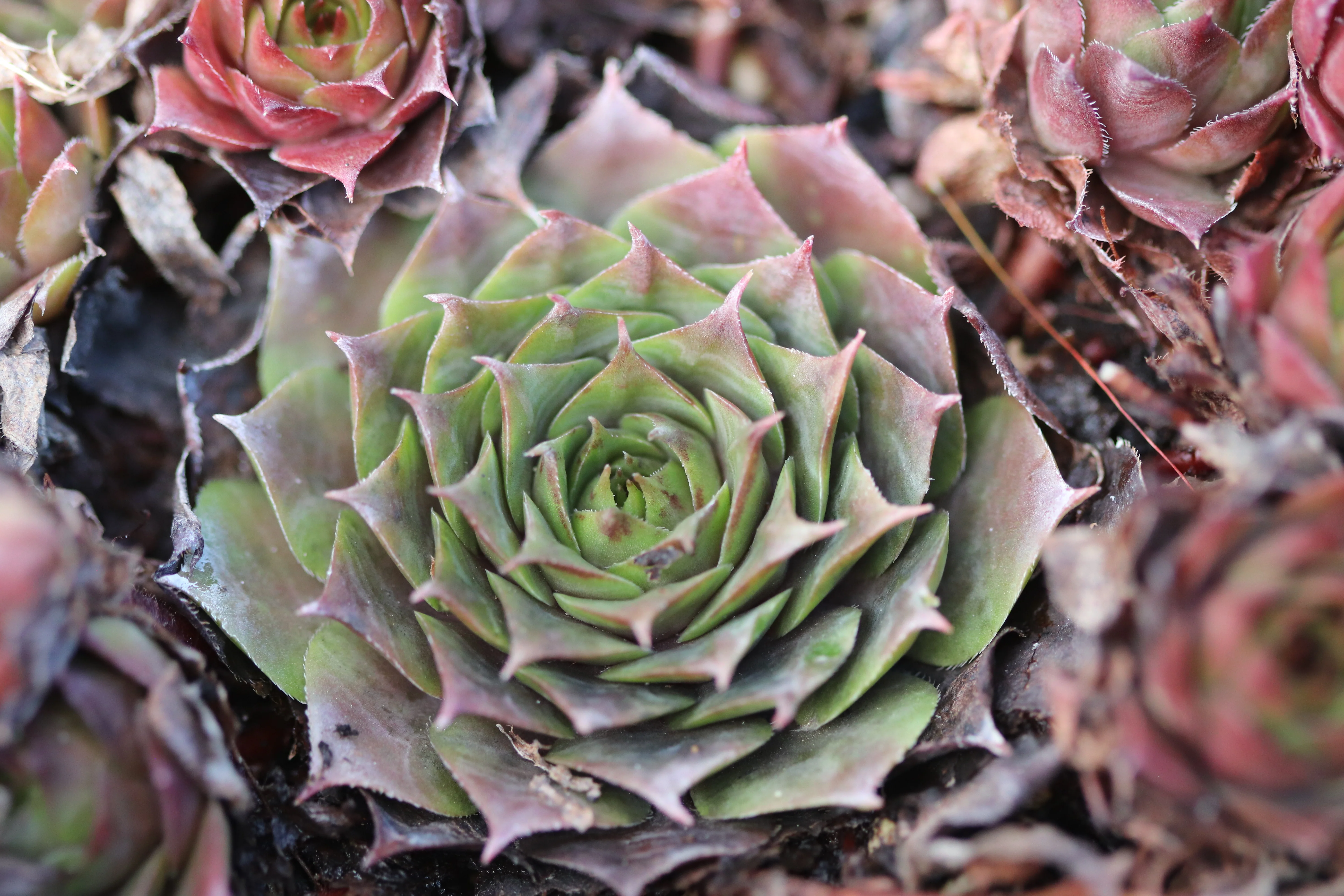 *RETAIL - Sempervivum 'Sublime'