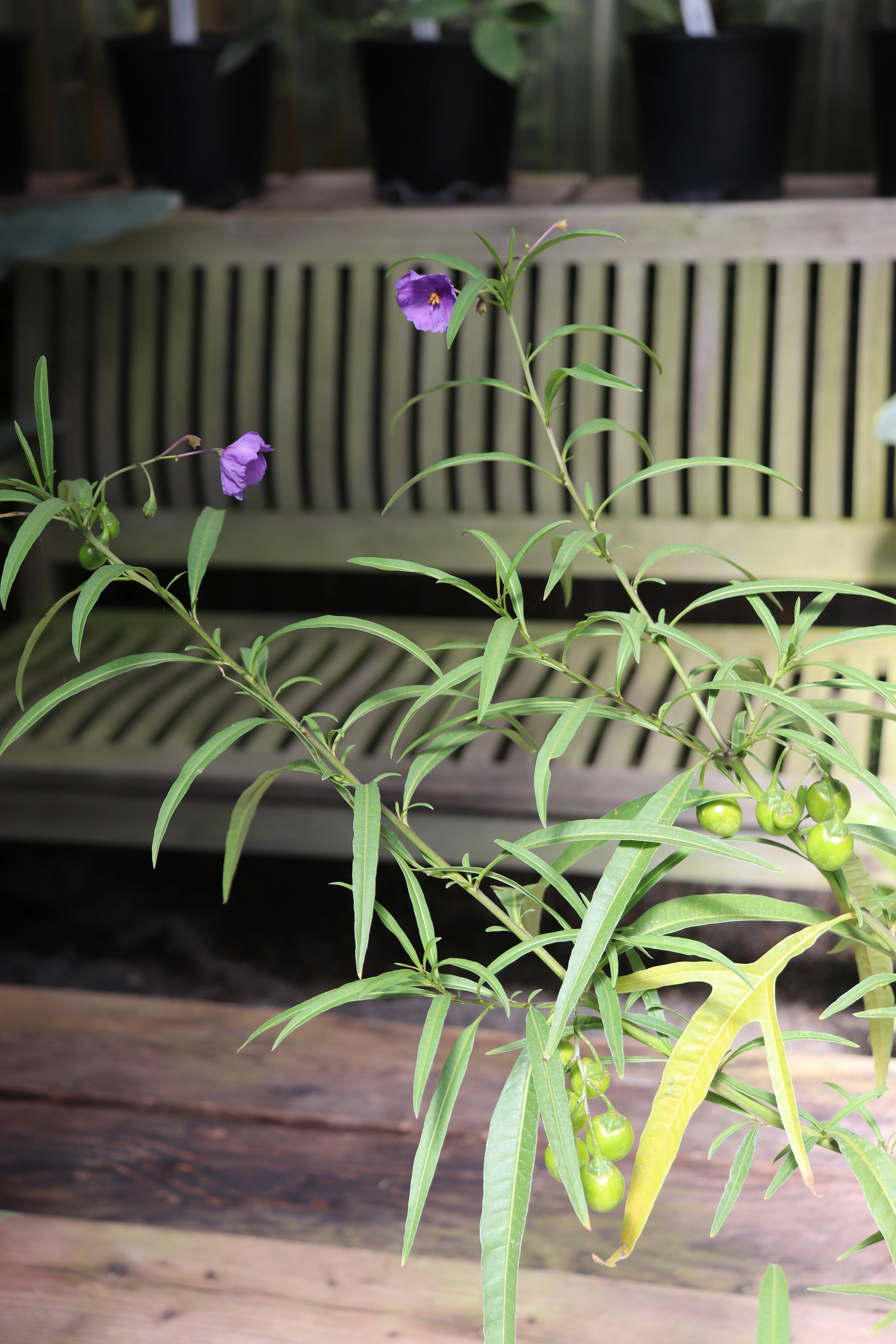 Solanum linearifolium [selected hardier strain] - Image 2