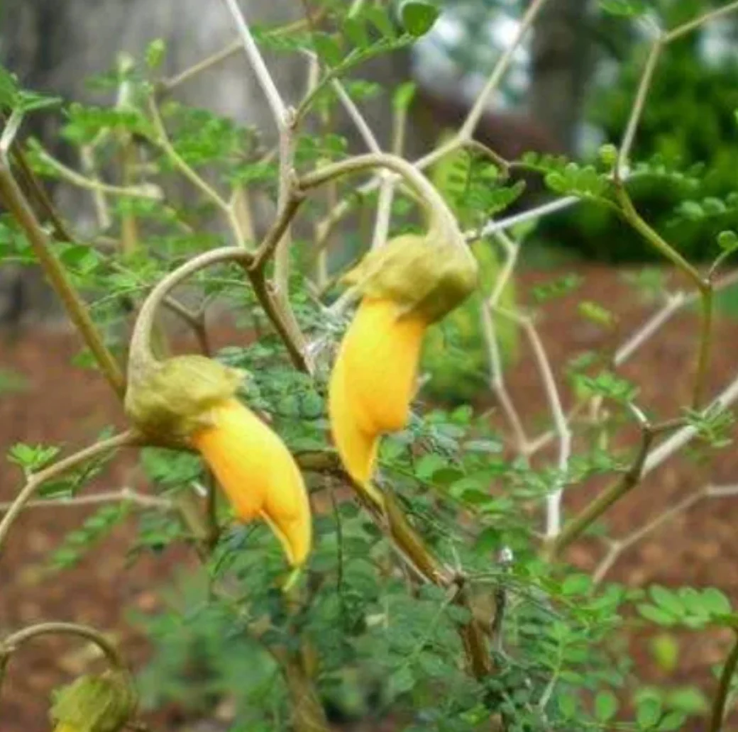Sophora prostrata 'Little Baby' - Image 2