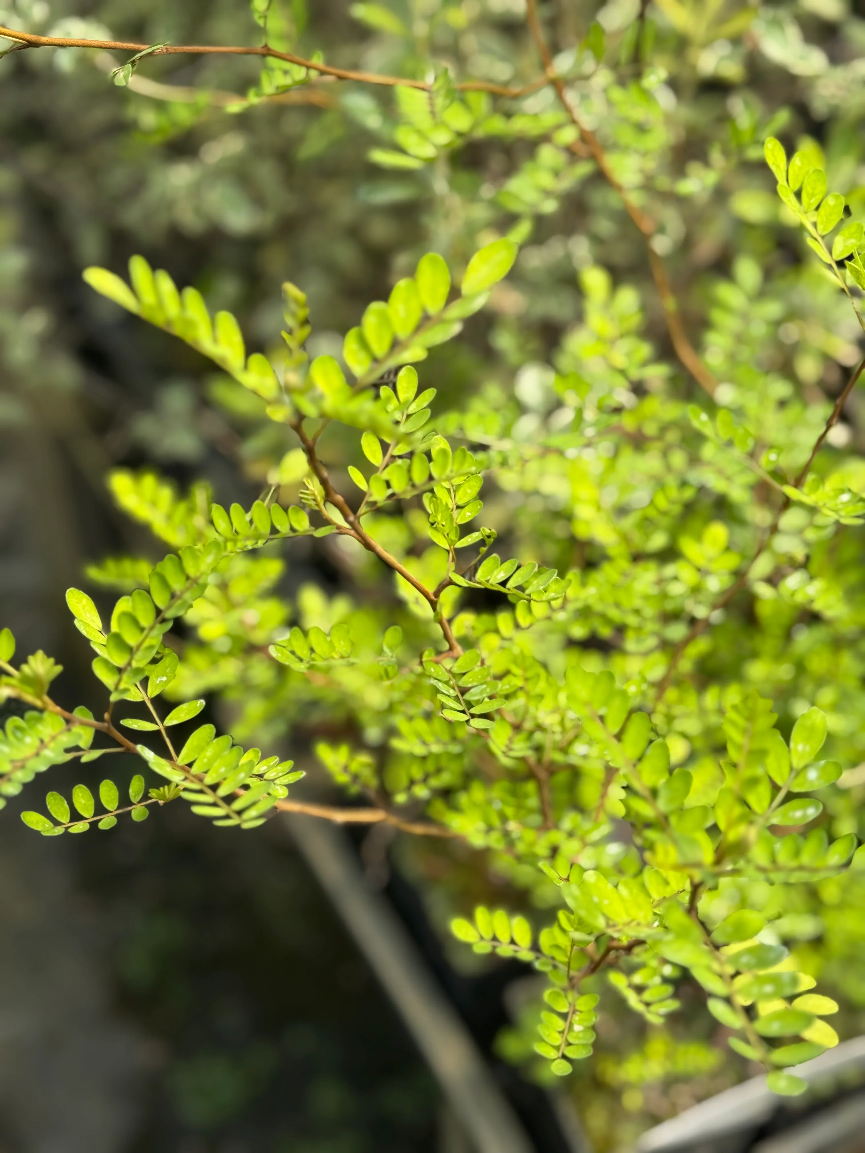 Sophora tetraptera
