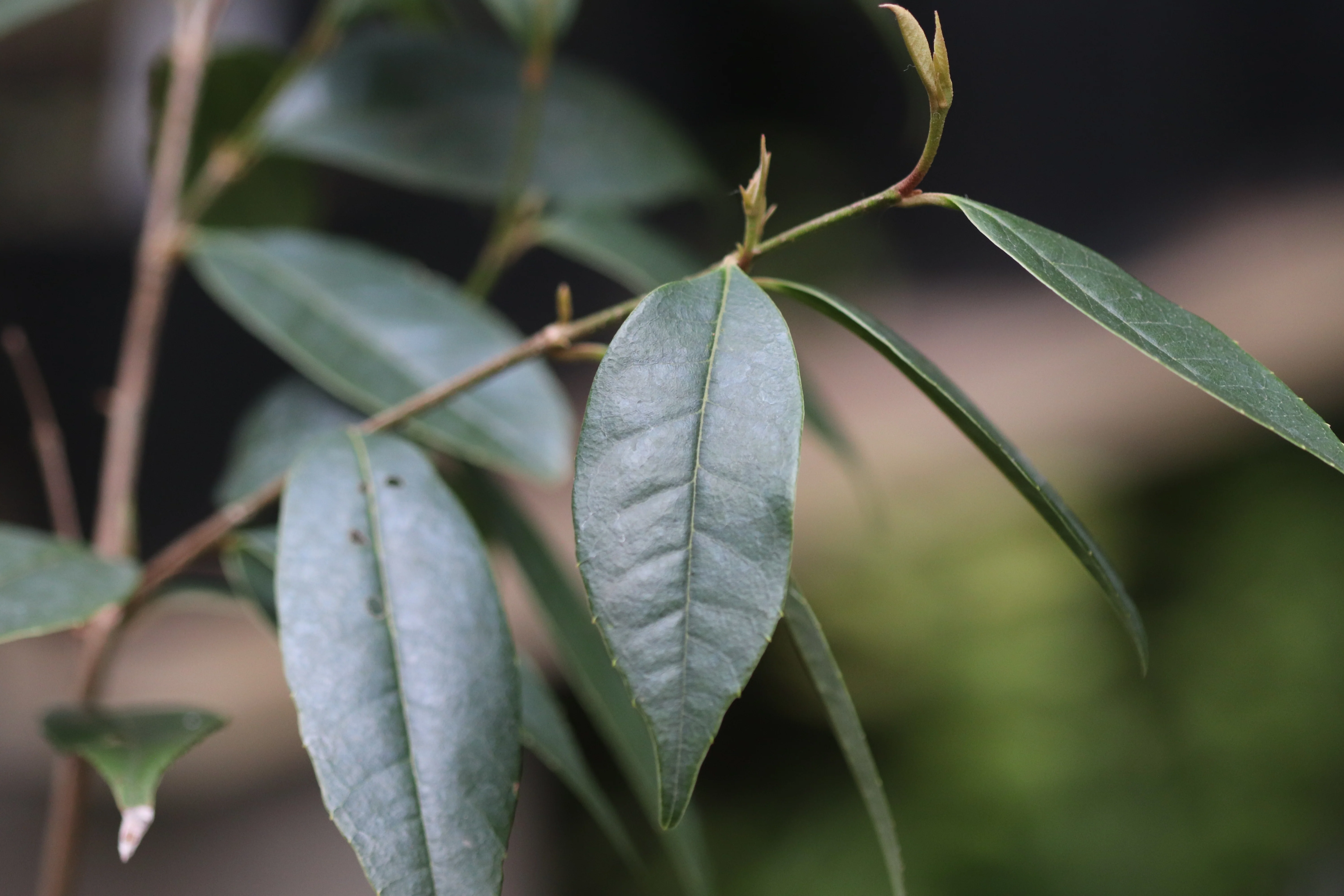 Sycopsis sinensis