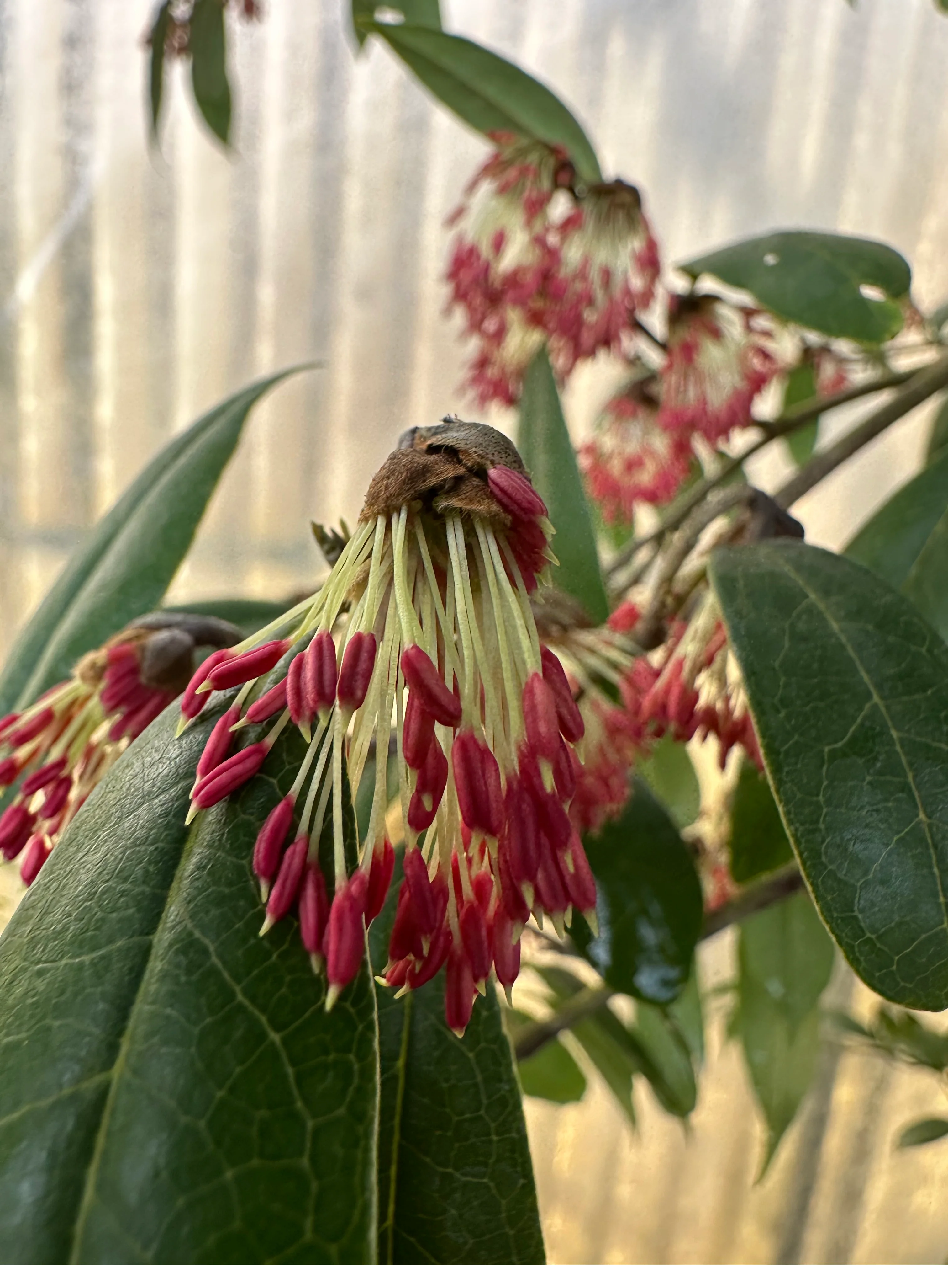 Sycopsis sinensis - Image 2