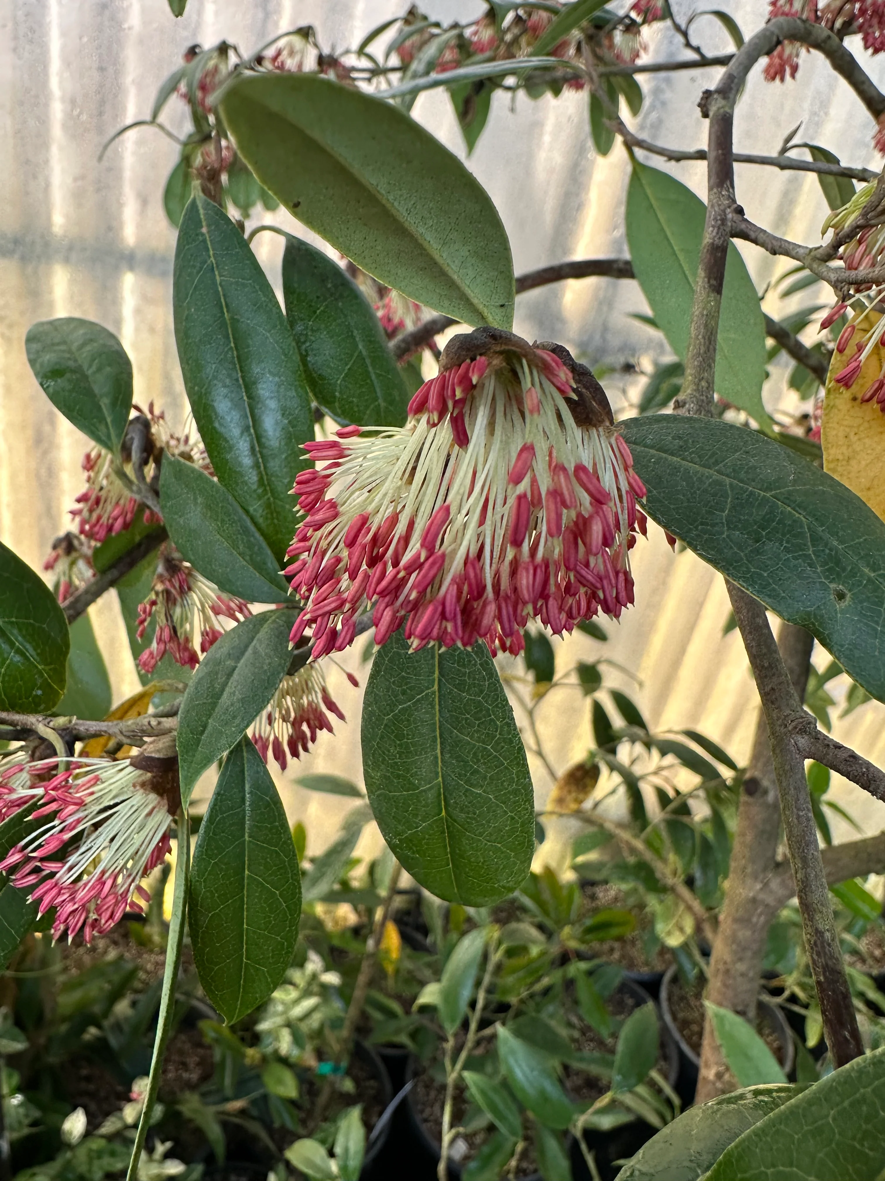 Sycopsis sinensis - Image 3