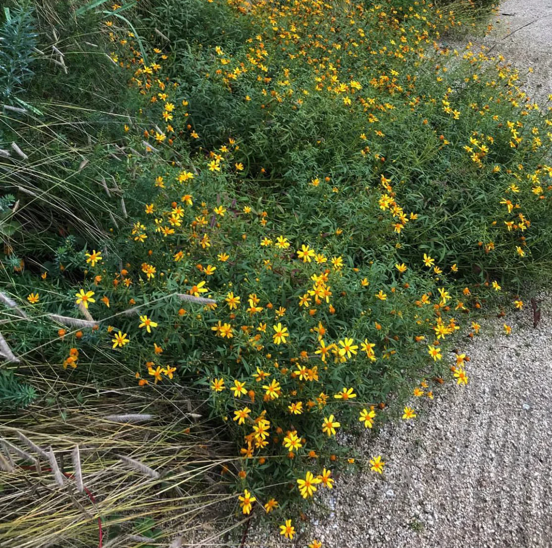 Tagetes lemmonii 'Little Lemon'
