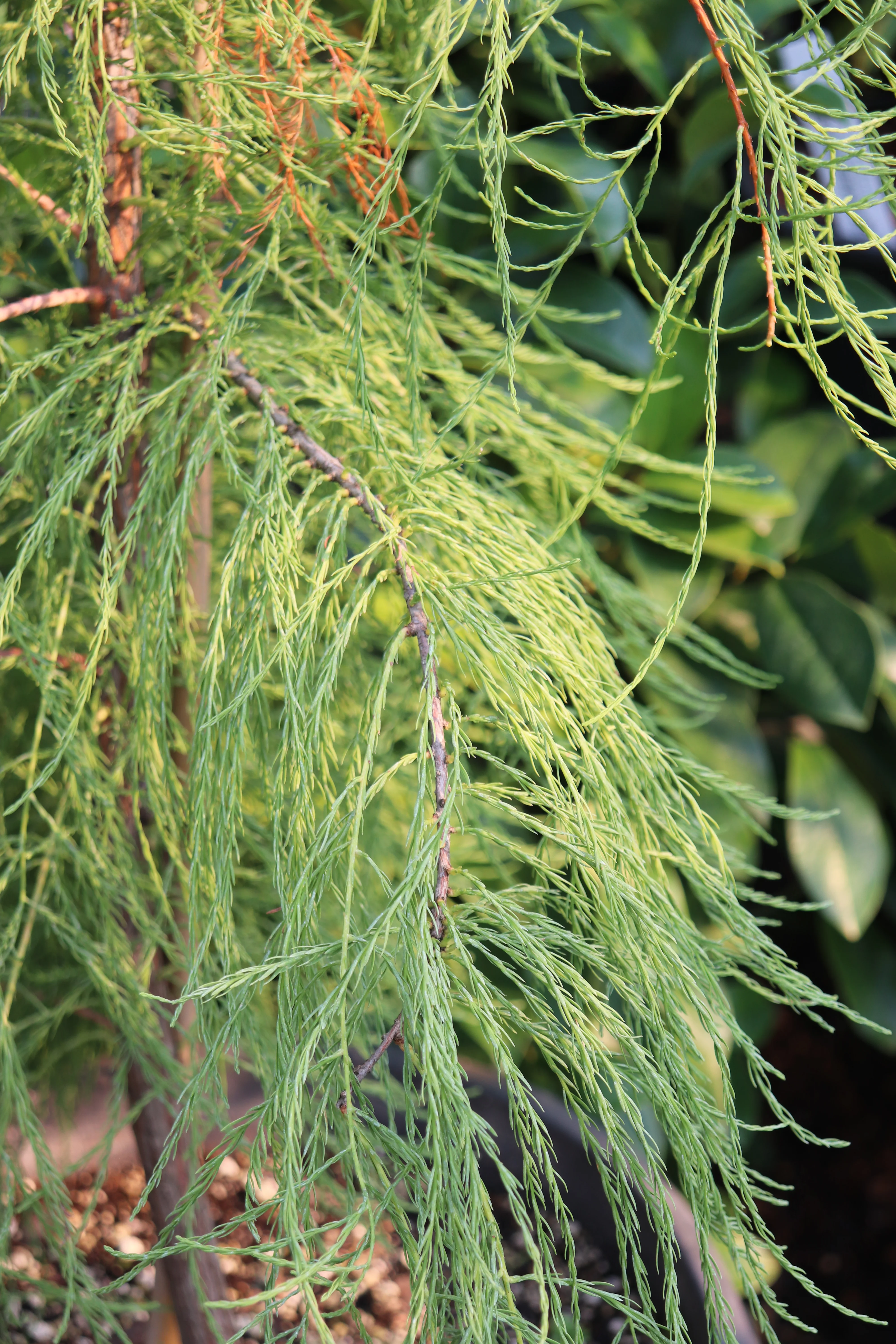 *RETAIL - Taxodium distichum var. imbricatum - Image 2