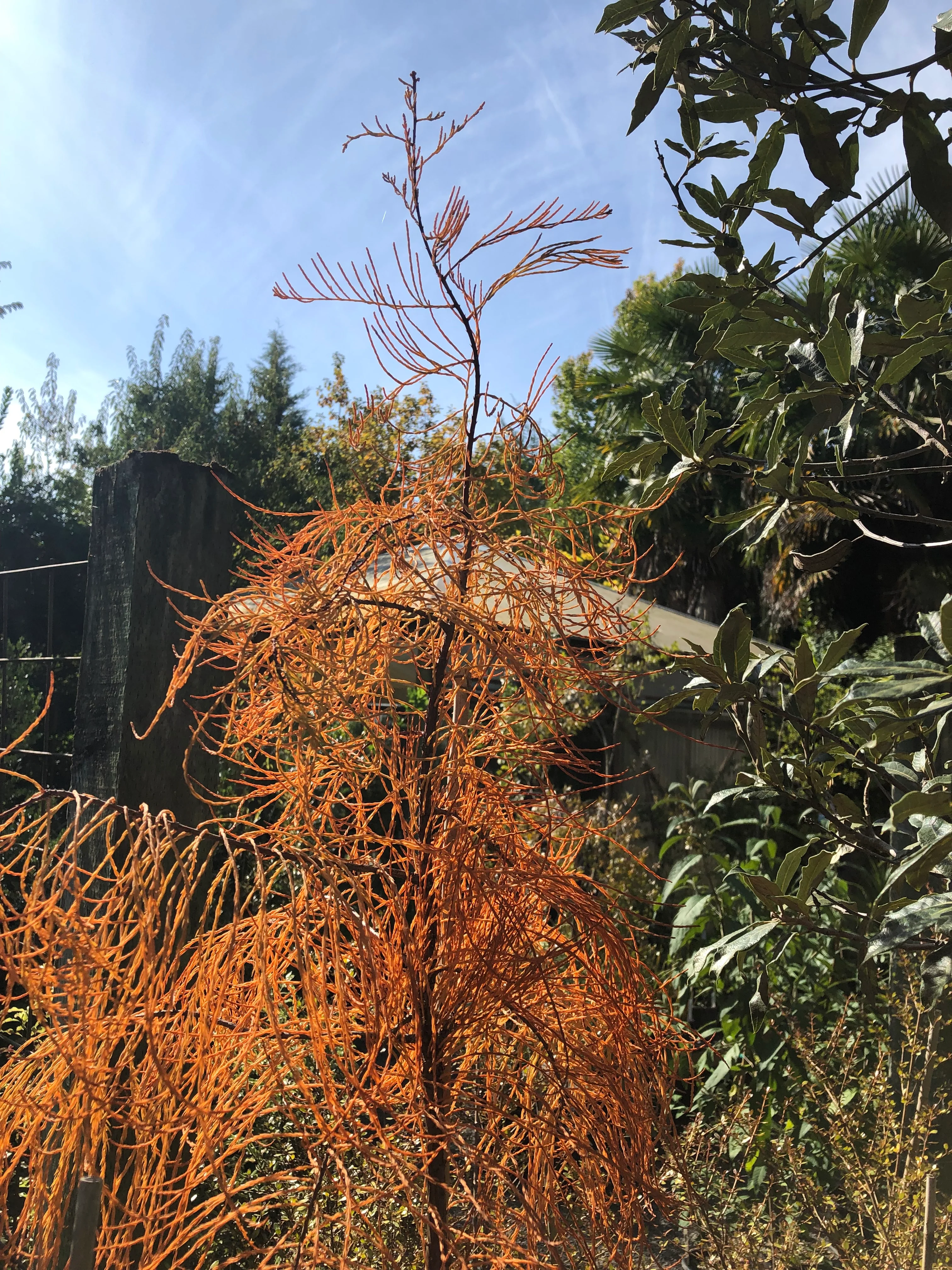 *RETAIL - Taxodium distichum var. imbricatum - Image 3