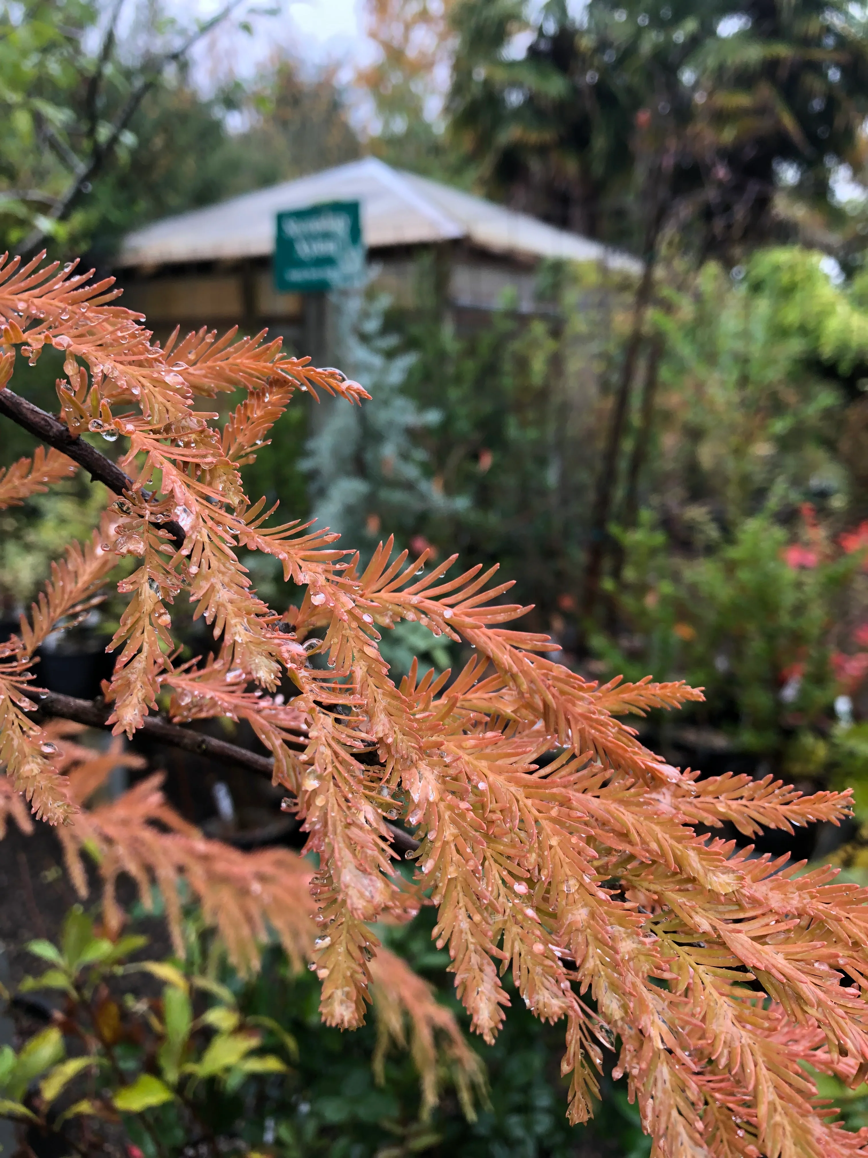 *RETAIL - Taxodium distichum var. imbricatum - Image 4