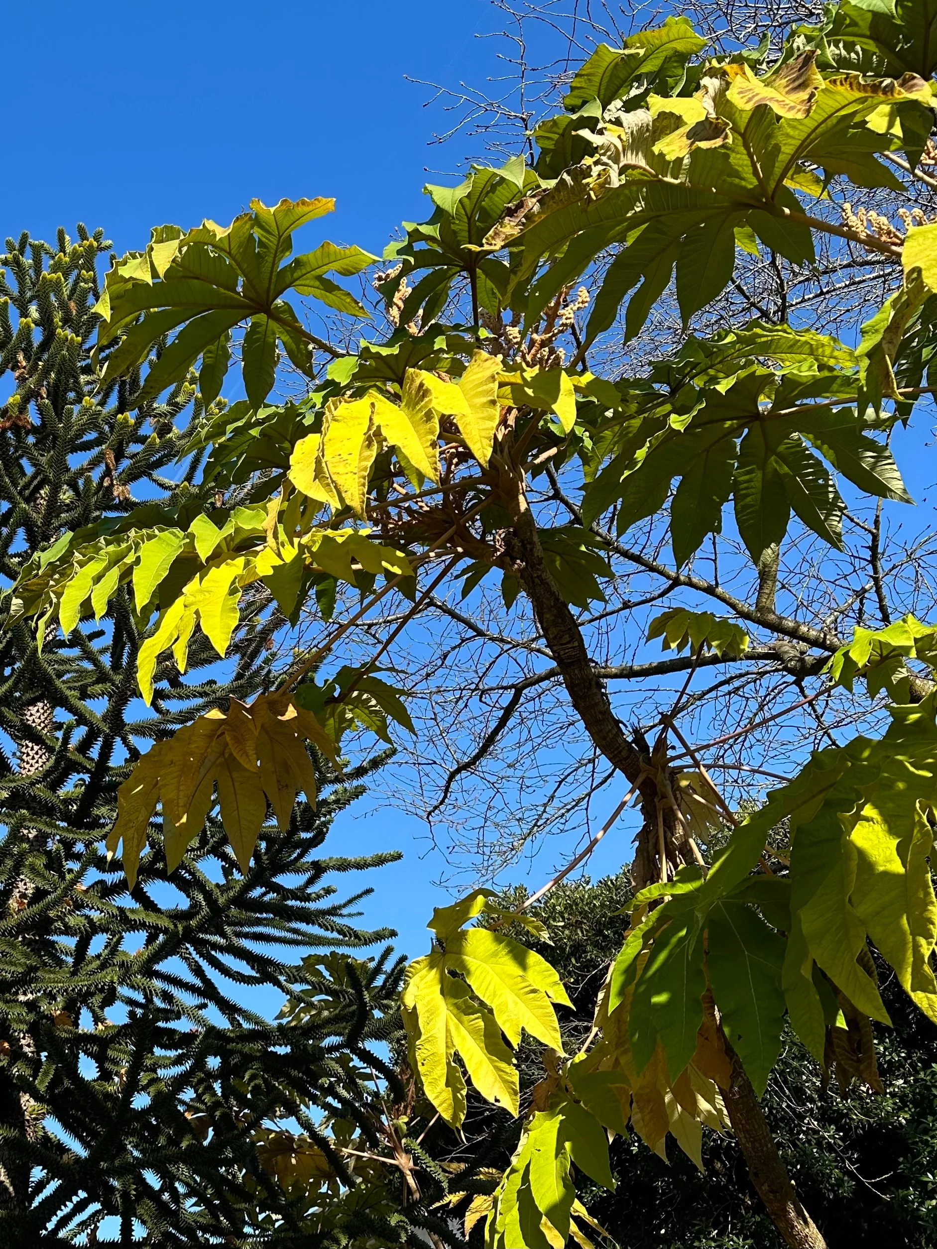 Tetrapanax papyrifer 'Steroidal Giant’