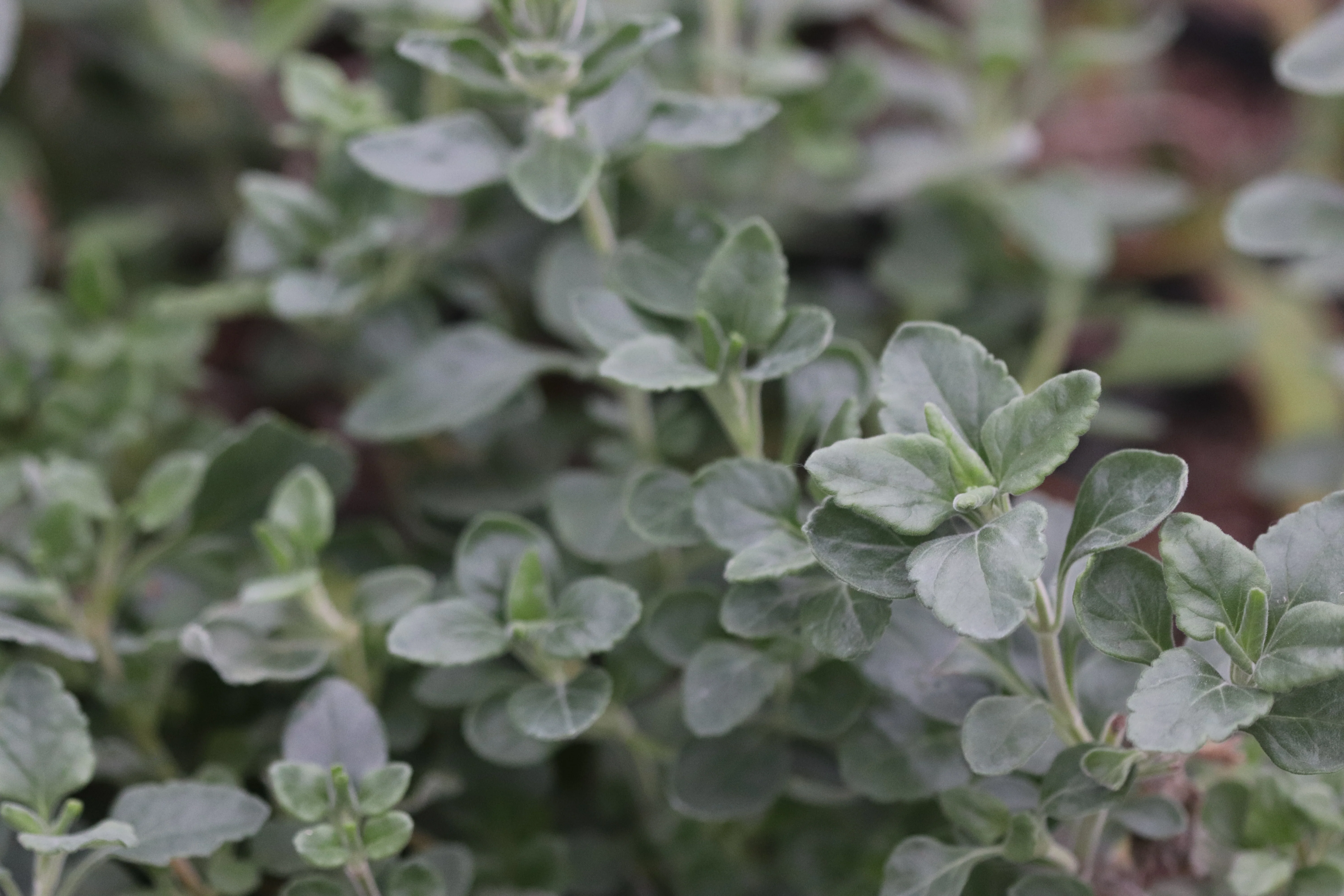 Teucrium aureum - Image 2