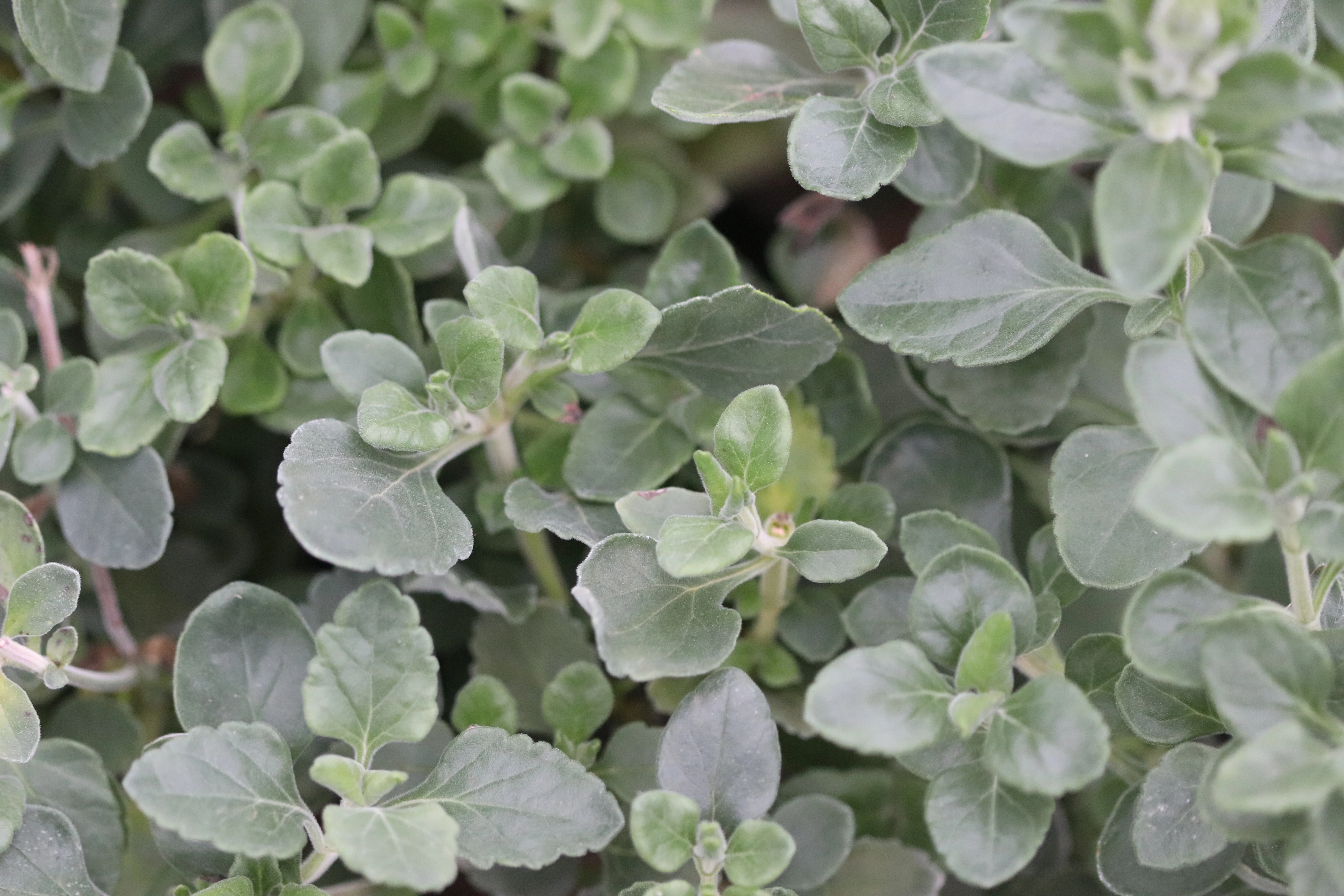Teucrium aureum - Image 3