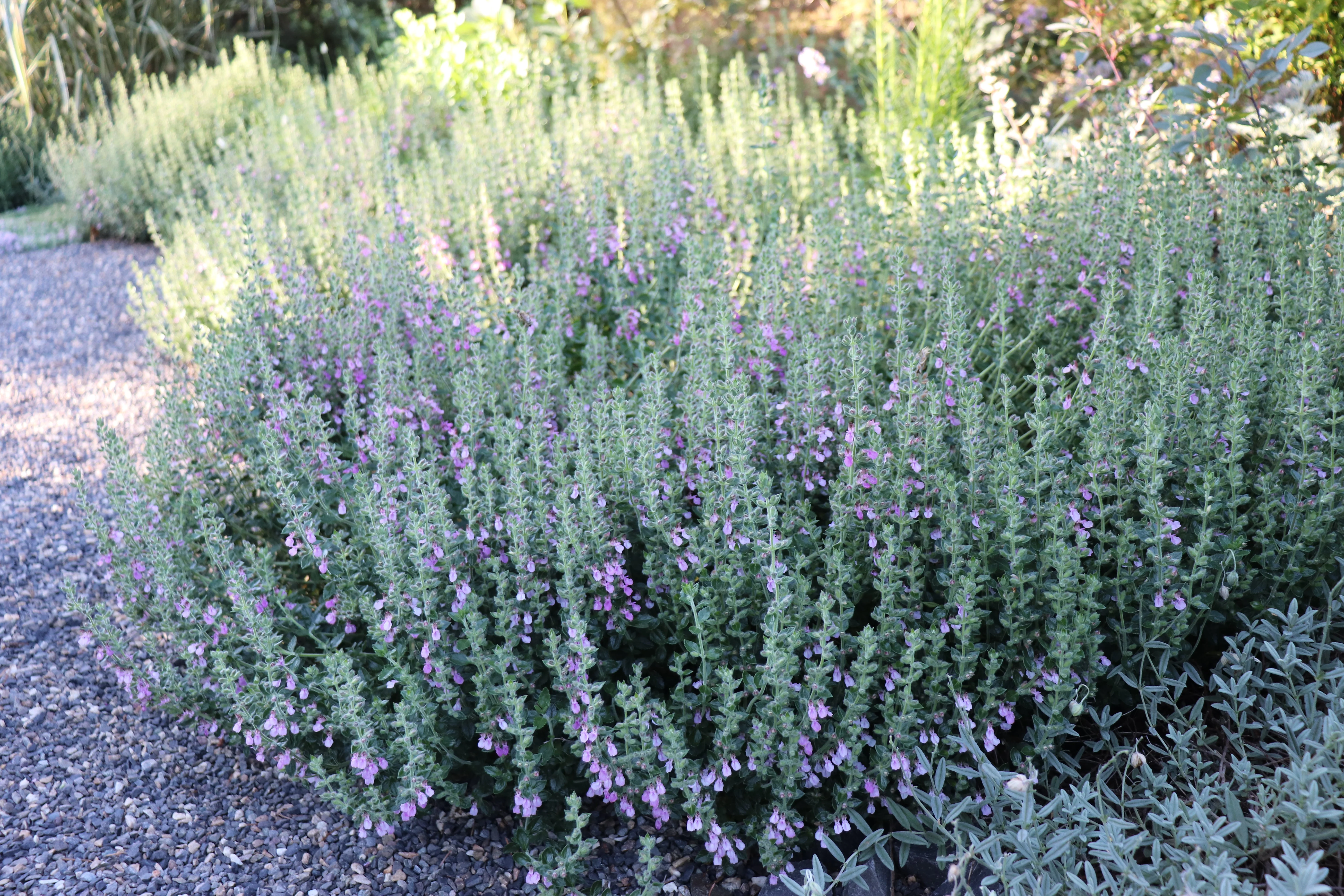 Teucrium chamaedrys - Image 2