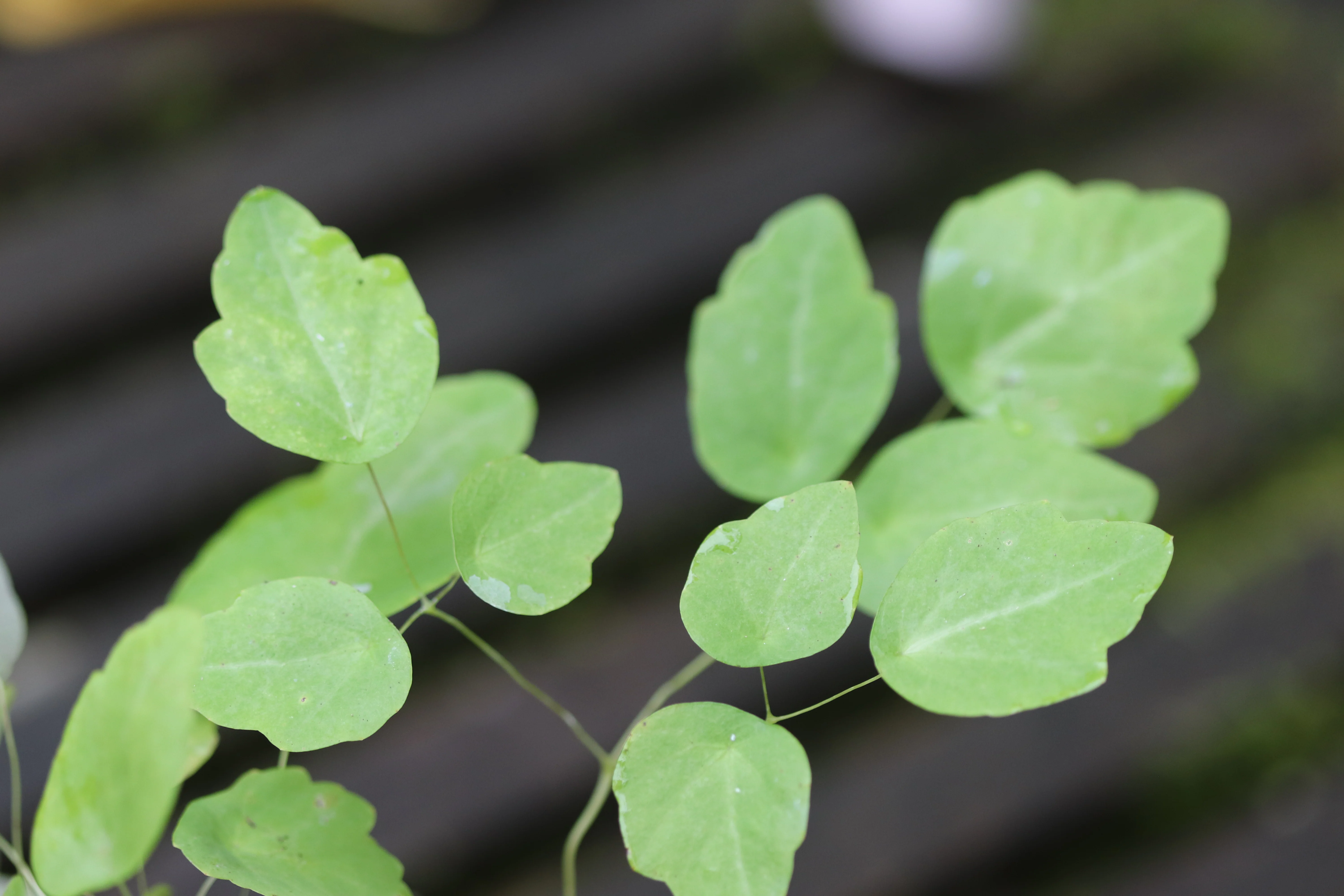 Thalictrum ichangense [seedlings] - Image 2