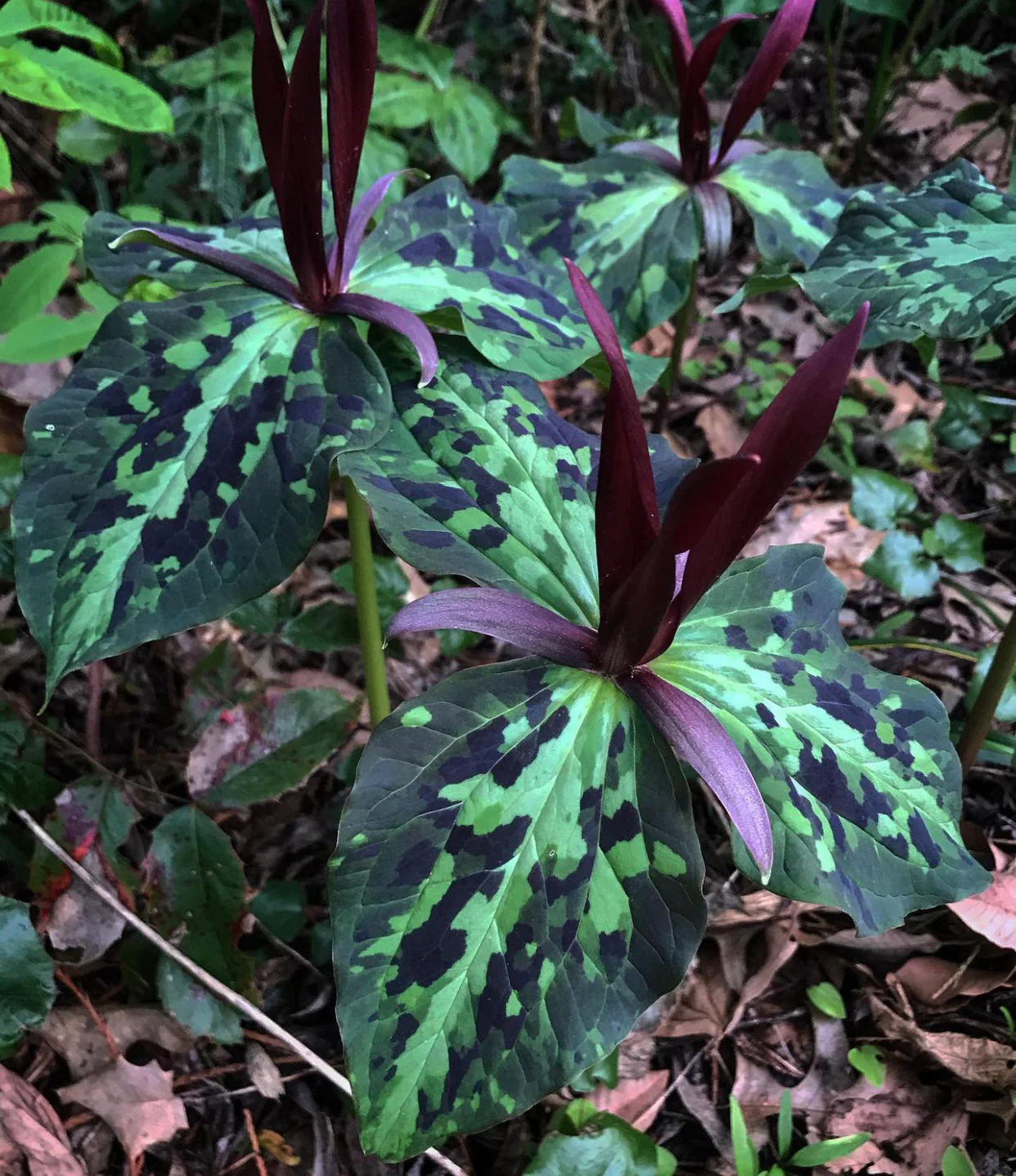 Trillium kurabayashii - Cistus Dark Mottled Strain - Image 2