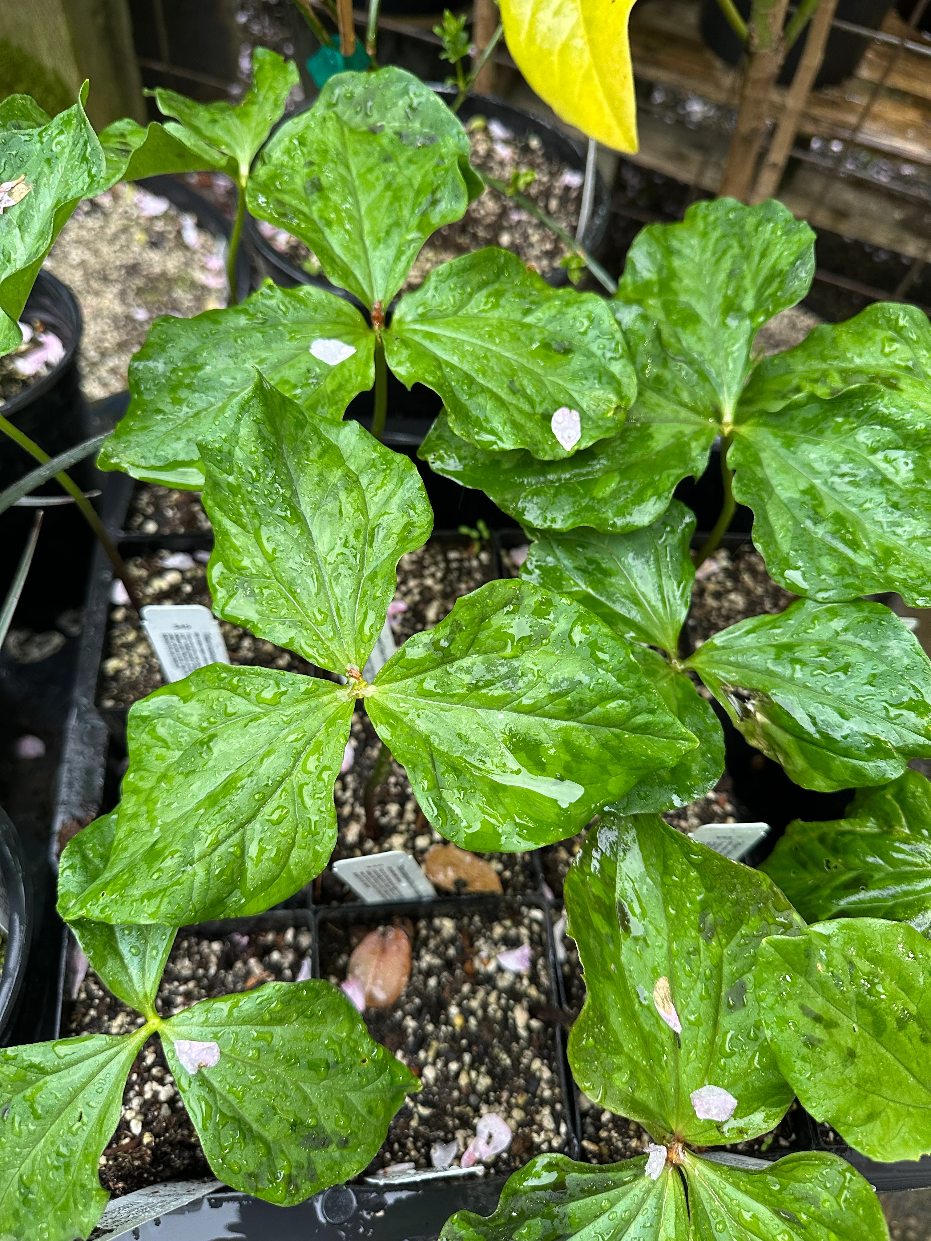Trillium kurabayashii - Cistus Dark Mottled Strain - Image 3