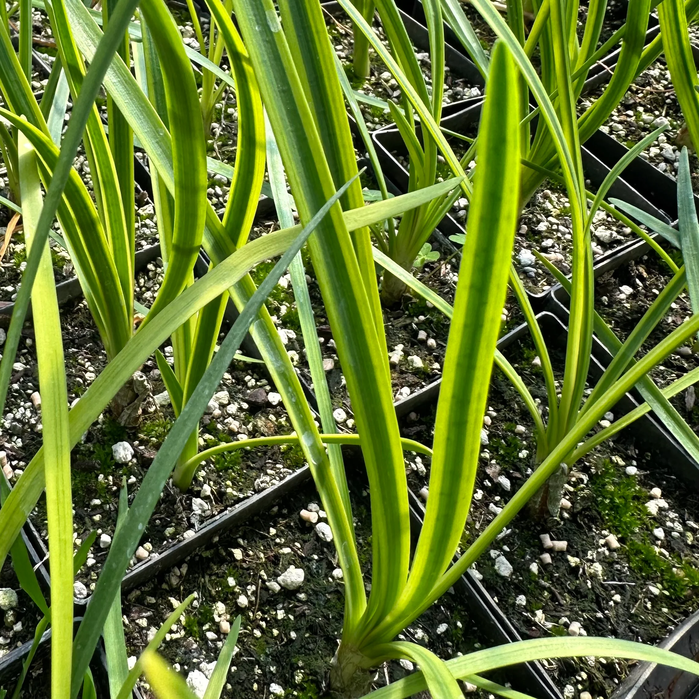 *RETAIL - Tulbaghia violacea 'Oro Verde' - Image 3