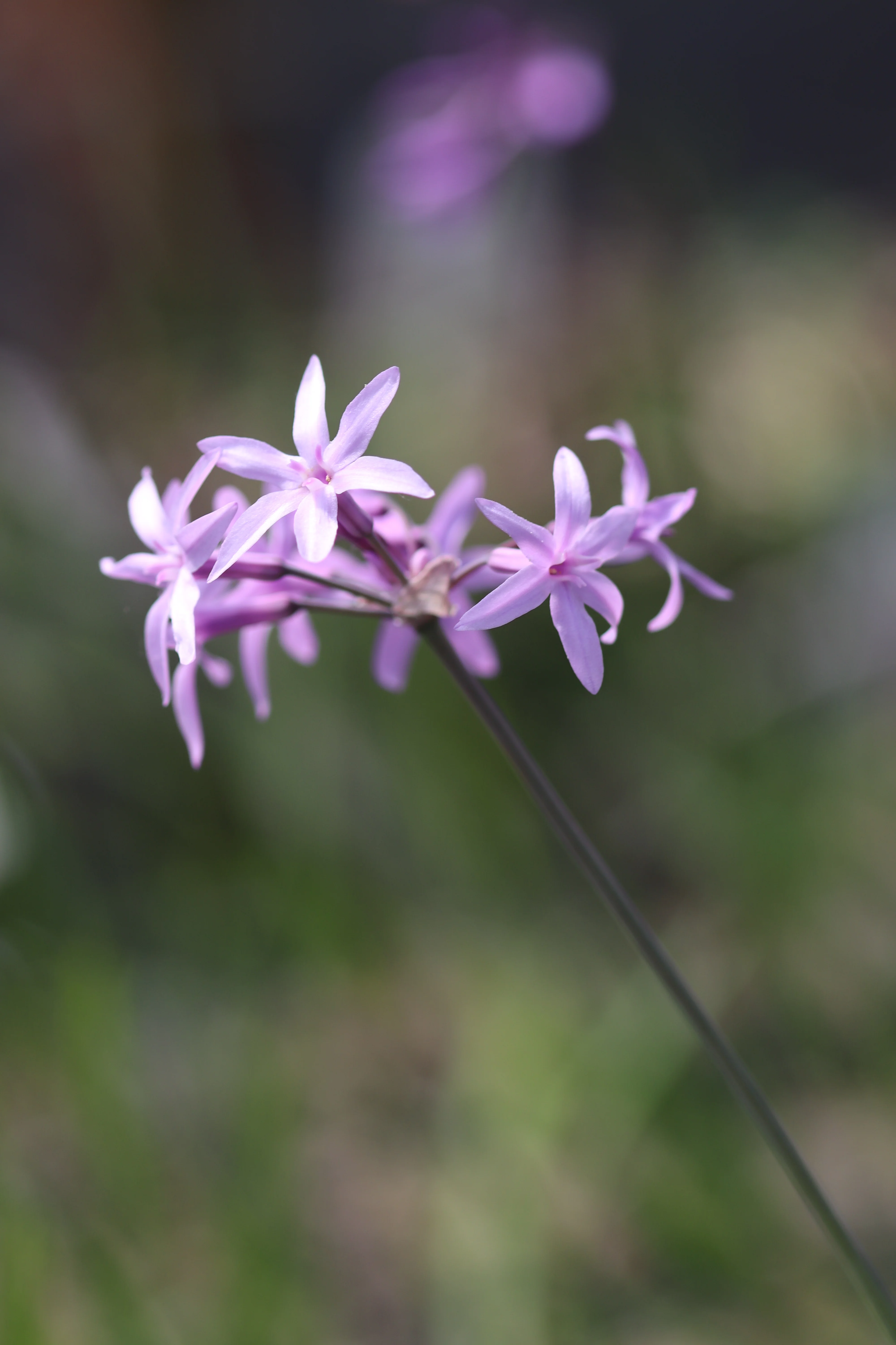 *RETAIL - Tulbaghia violacea 'Oro Verde' - Image 2