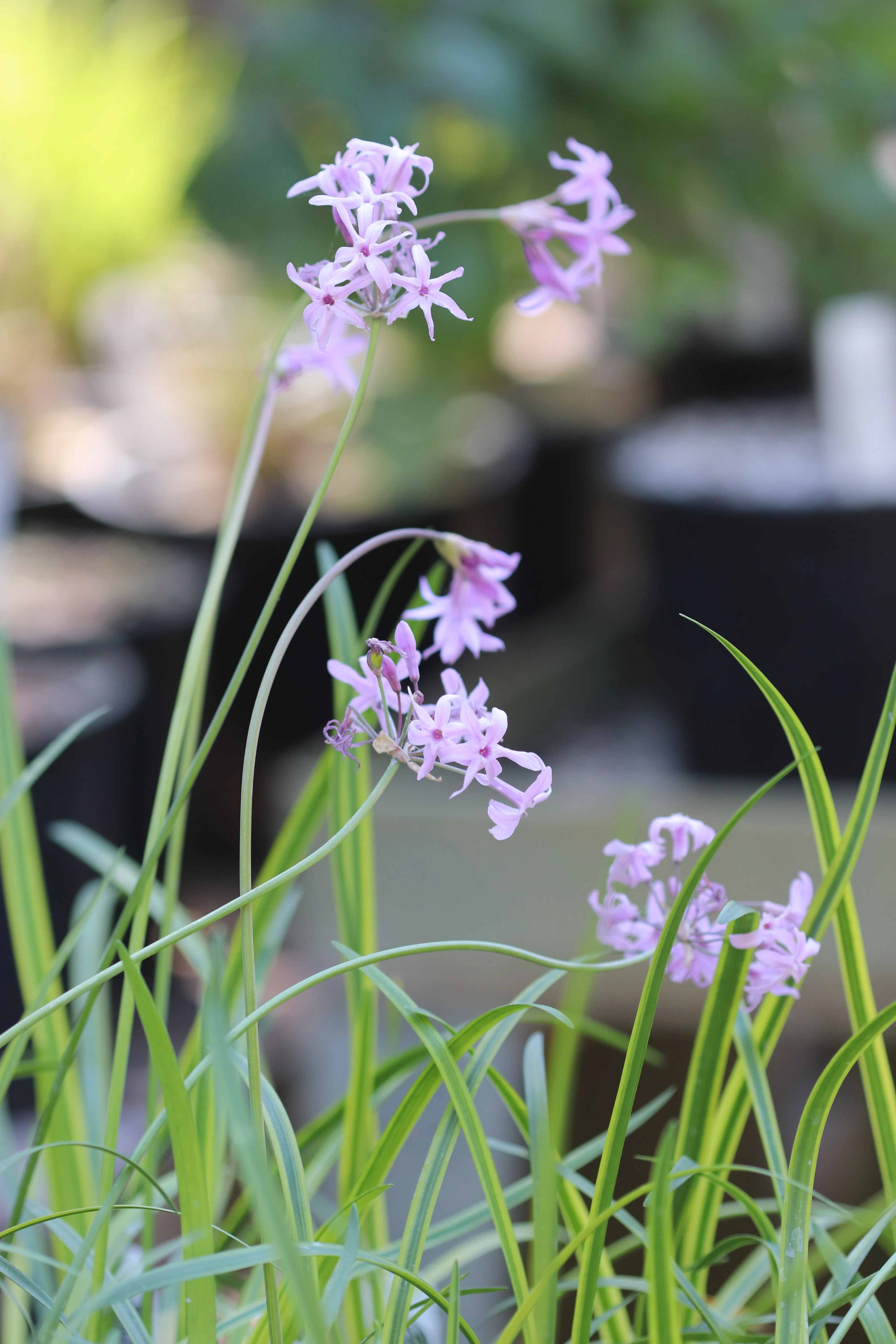 *RETAIL - Tulbaghia violacea 'Oro Verde' - Image 4