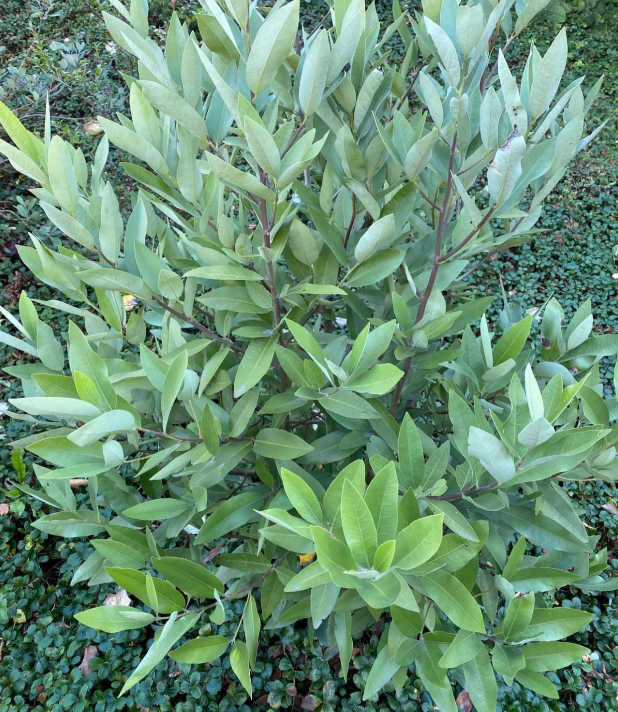 Umbellularia californica [Bowman Lake] - Image 2