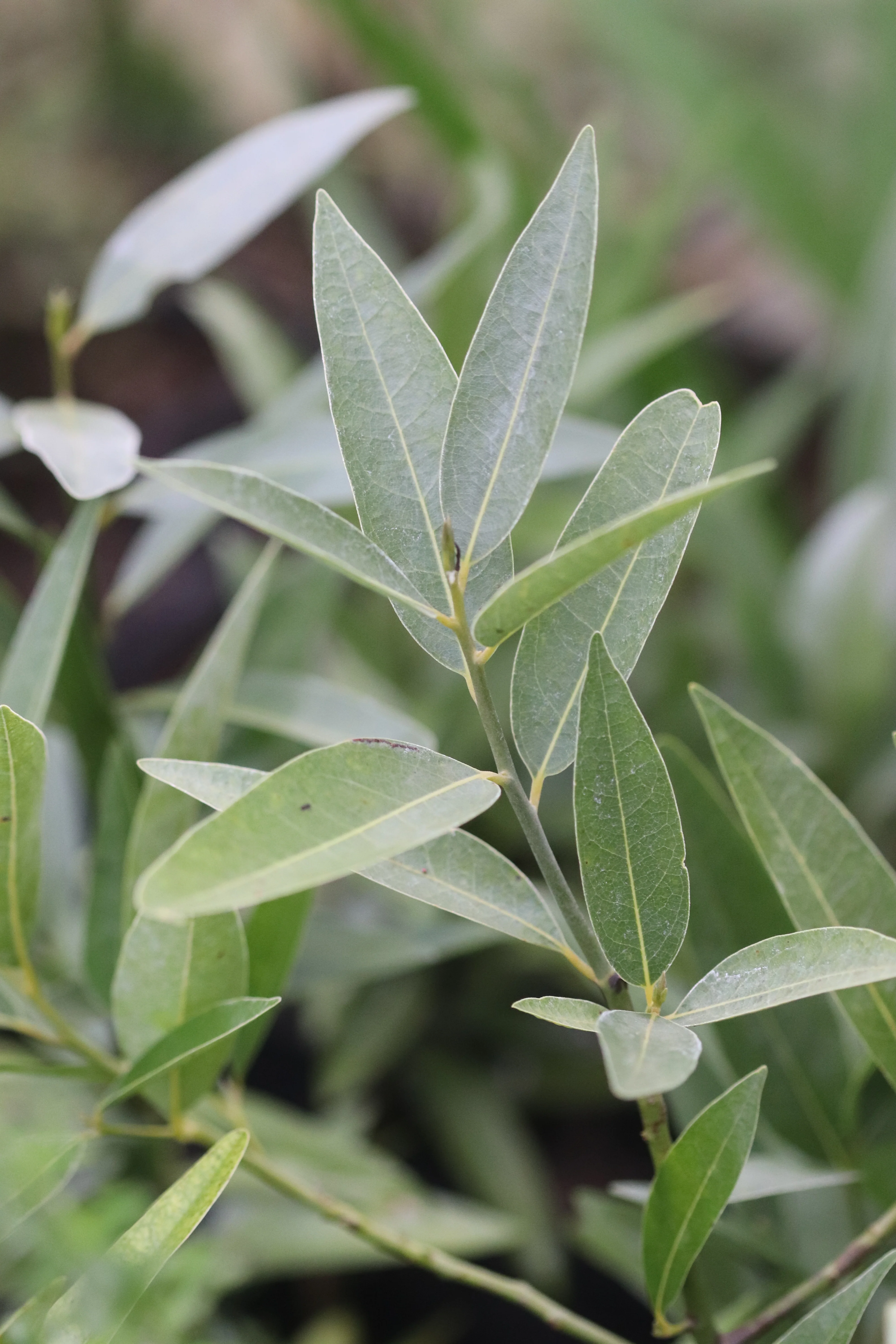 Umbellularia californica [Bowman Lake] - Image 3