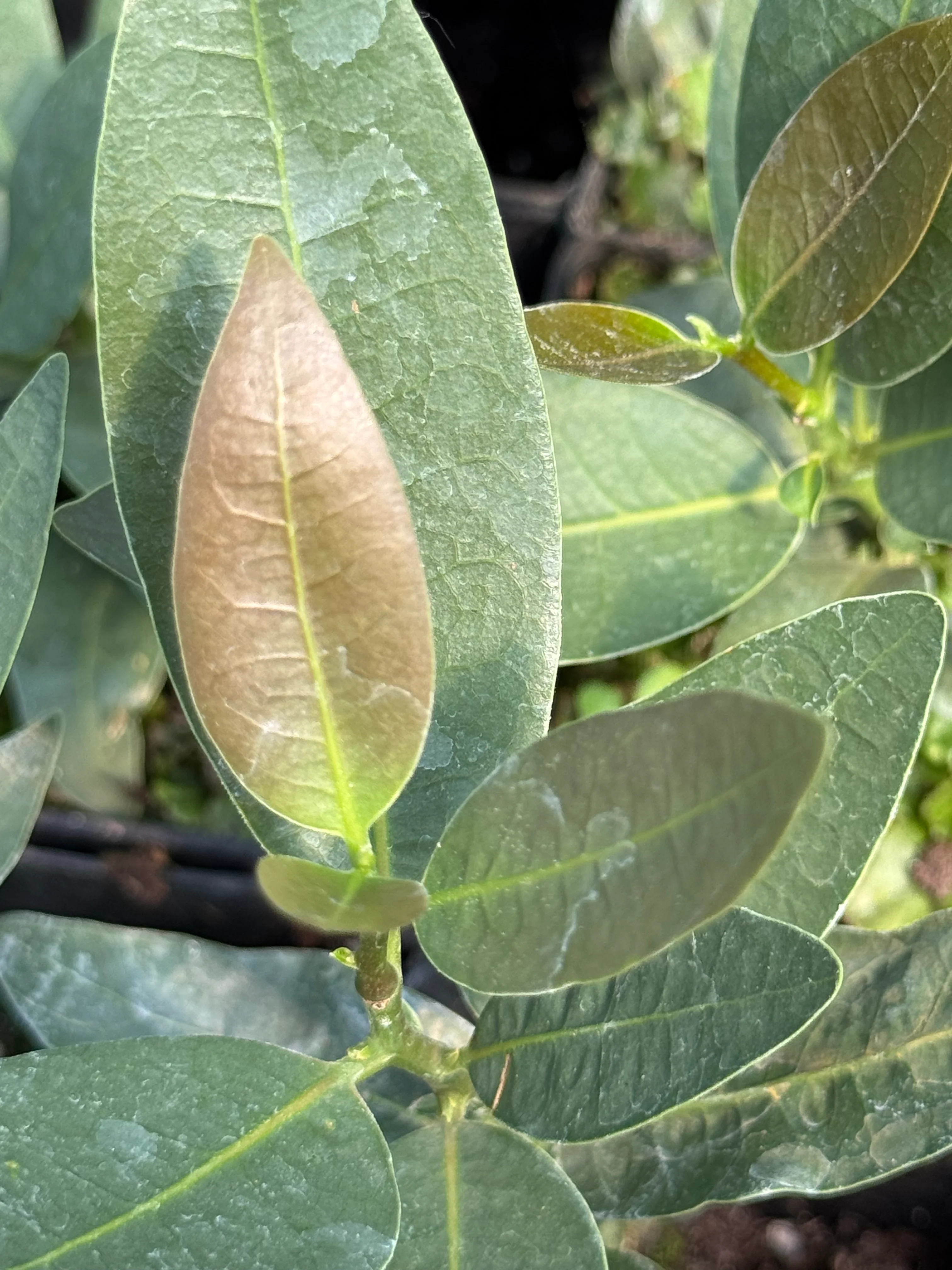 Umbellularia californica var. fresnensis [blue leaves] - Image 2