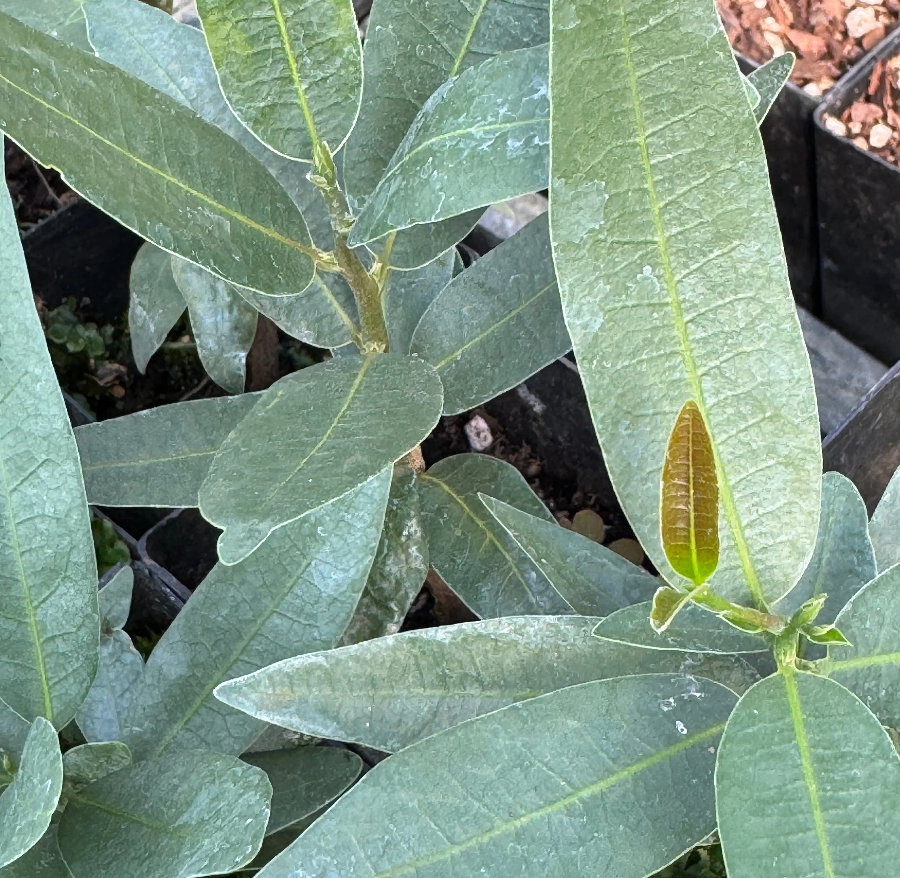 Umbellularia californica var. fresnensis [blue leaves] - Image 3