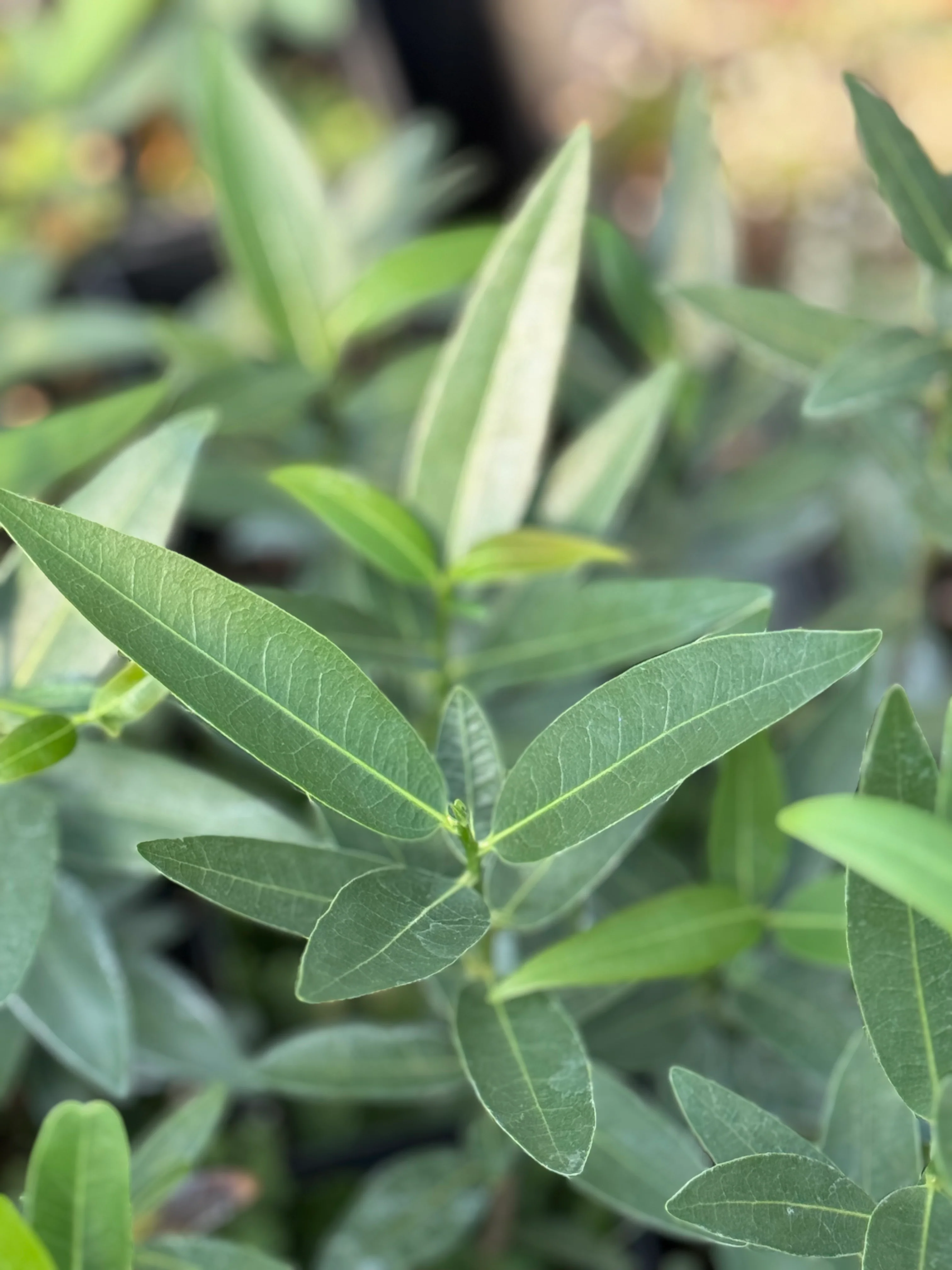 Umbellularia californica [Walker Ridge] - Image 2