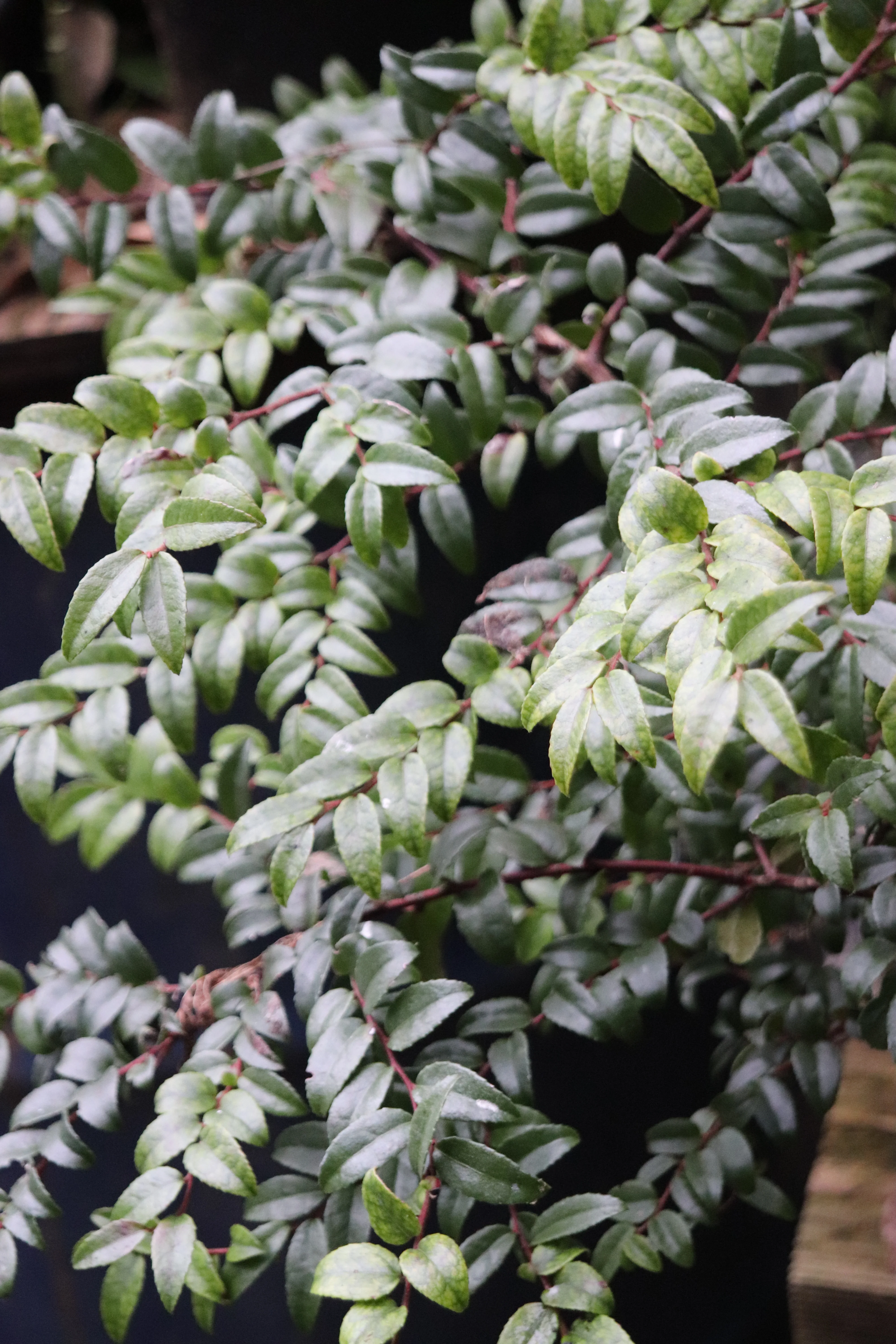 *RETAIL - Vaccinium ovatum 'Oct. To Be Seen' - Image 2