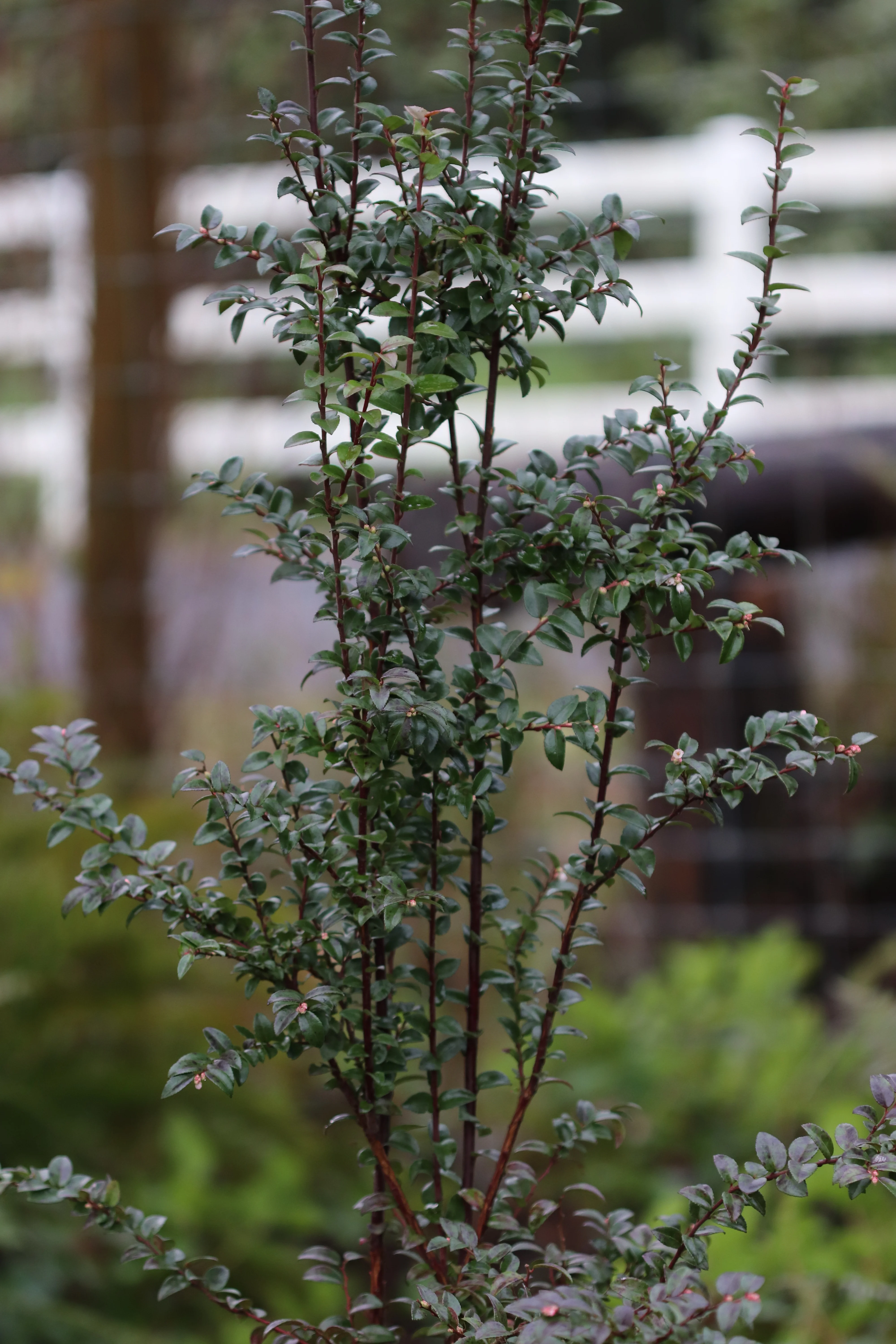 *RETAIL - Vaccinium ovatum SBH 9143 - Image 2