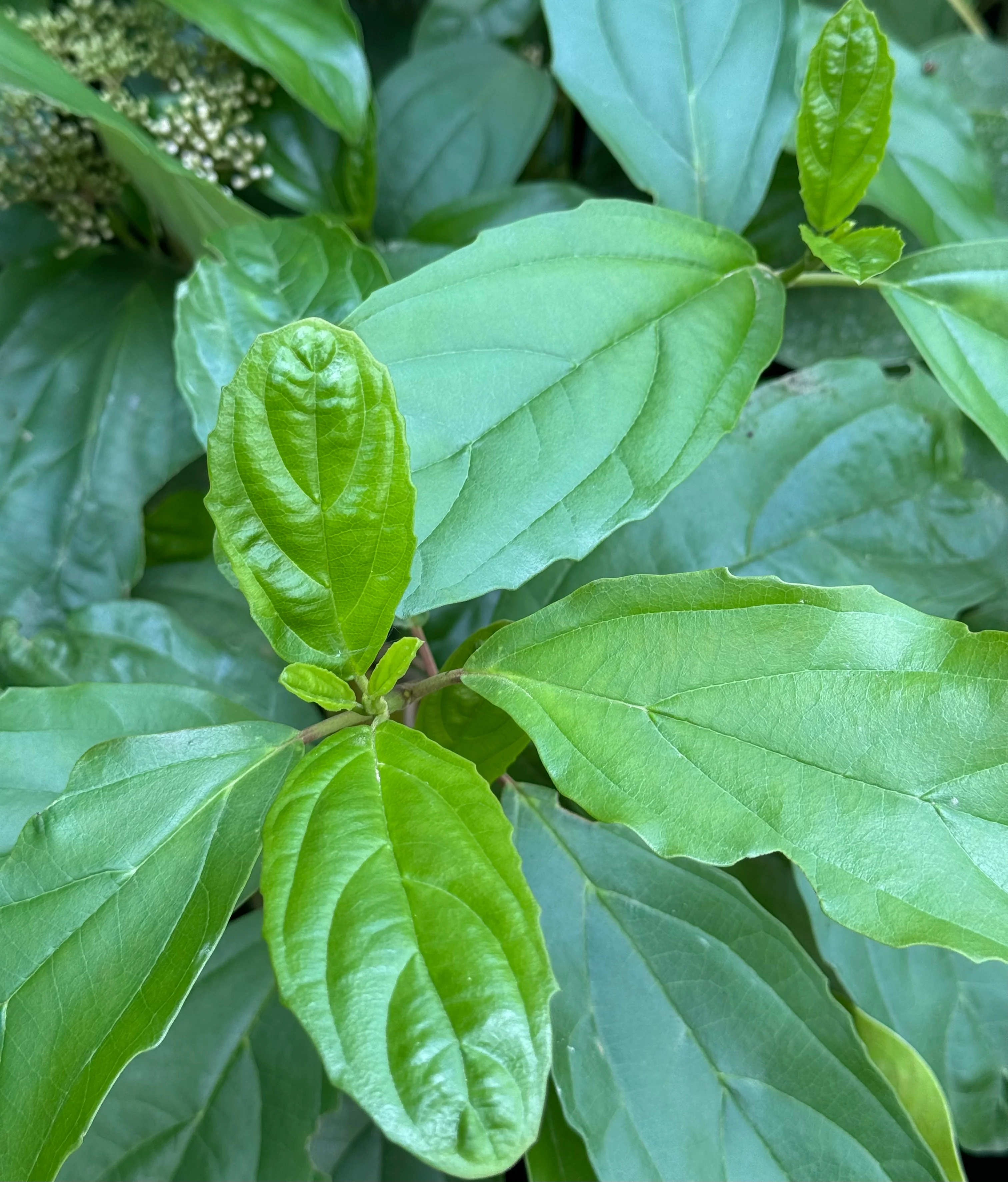 Viburnum cylindricum 'Roy Lancaster' - Image 2