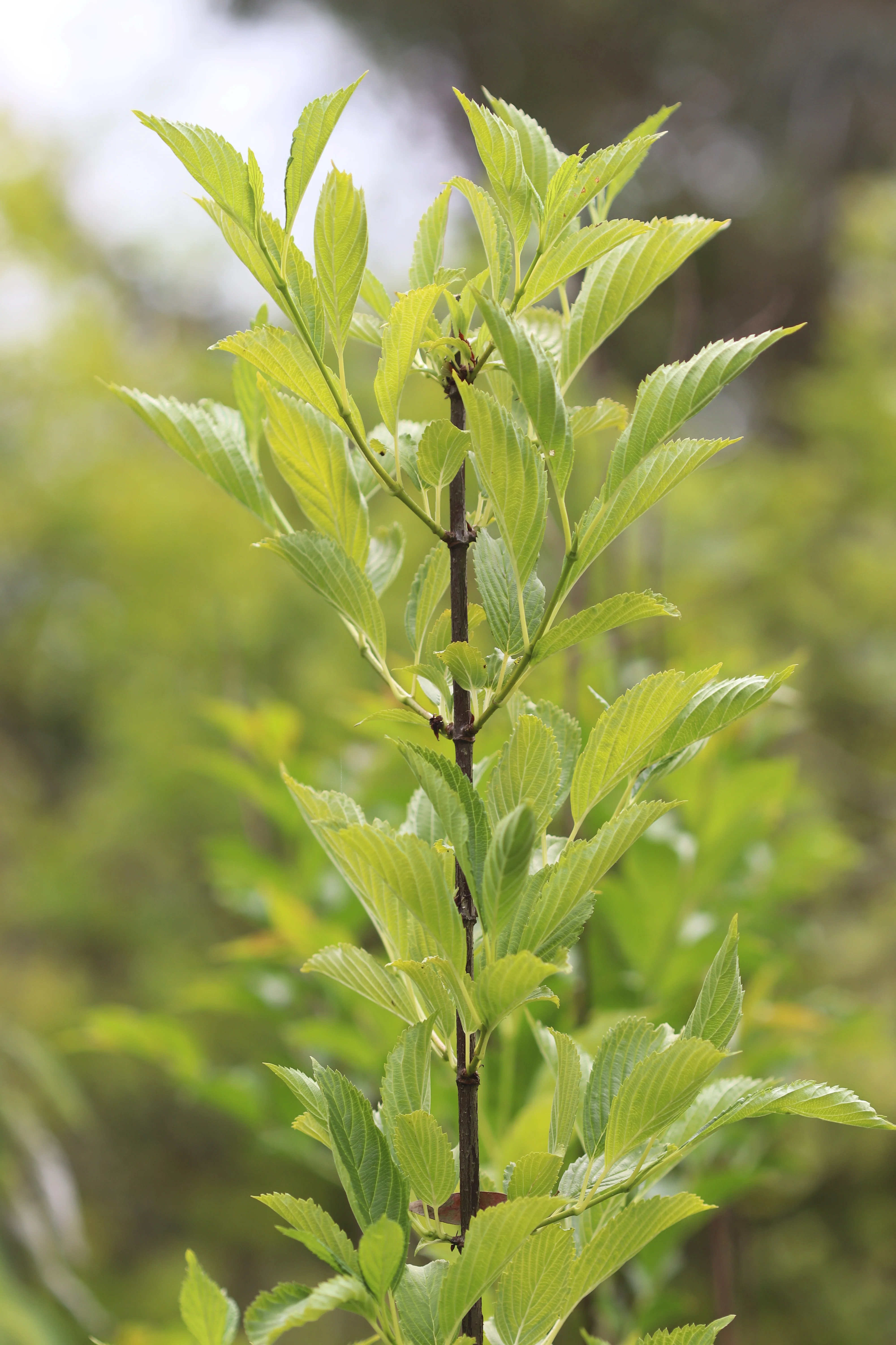 *RETAIL - Viburnum farreri 'Candidissimum' - Image 2