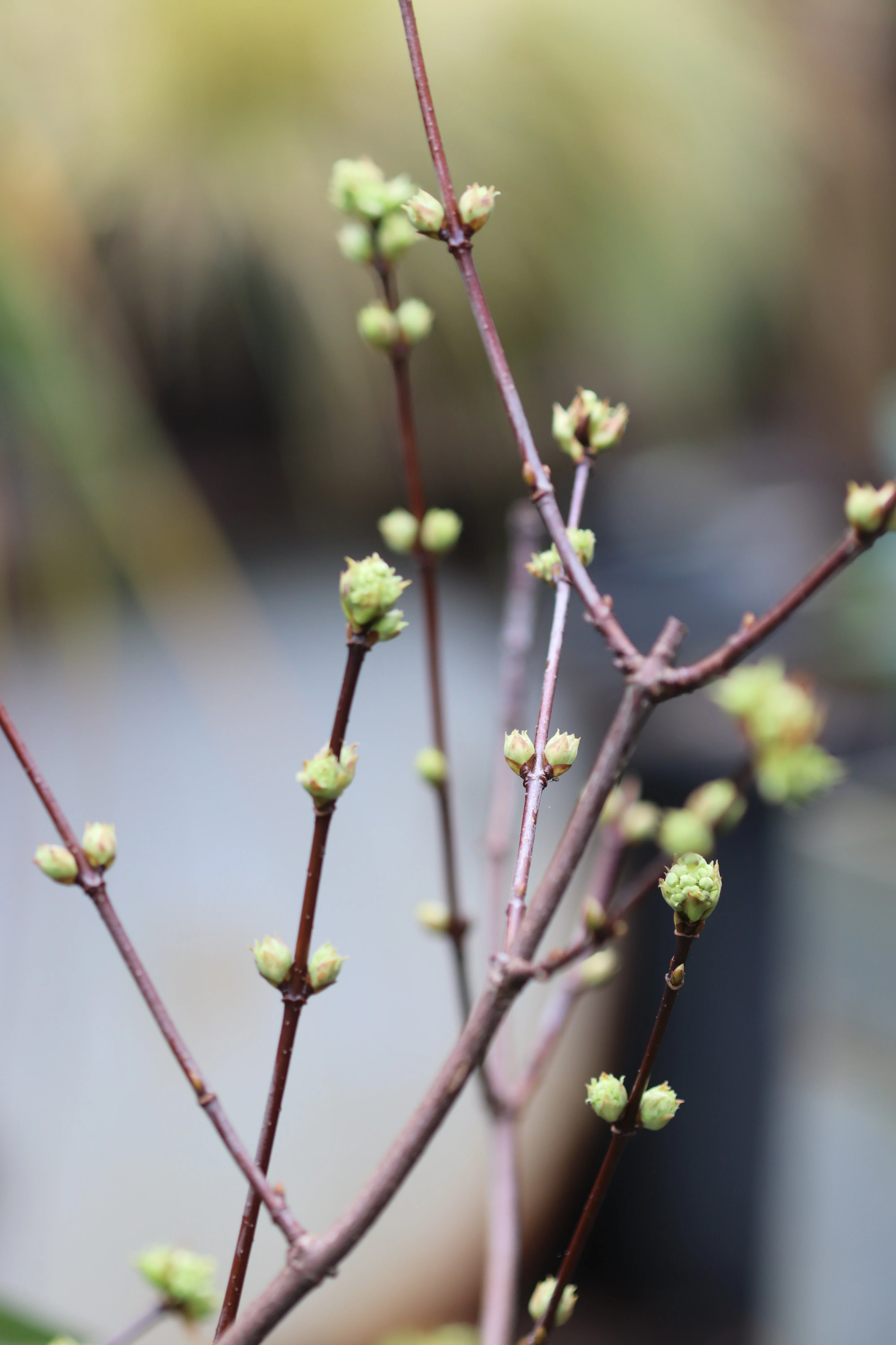 *RETAIL - Viburnum farreri 'Candidissimum' - Image 3