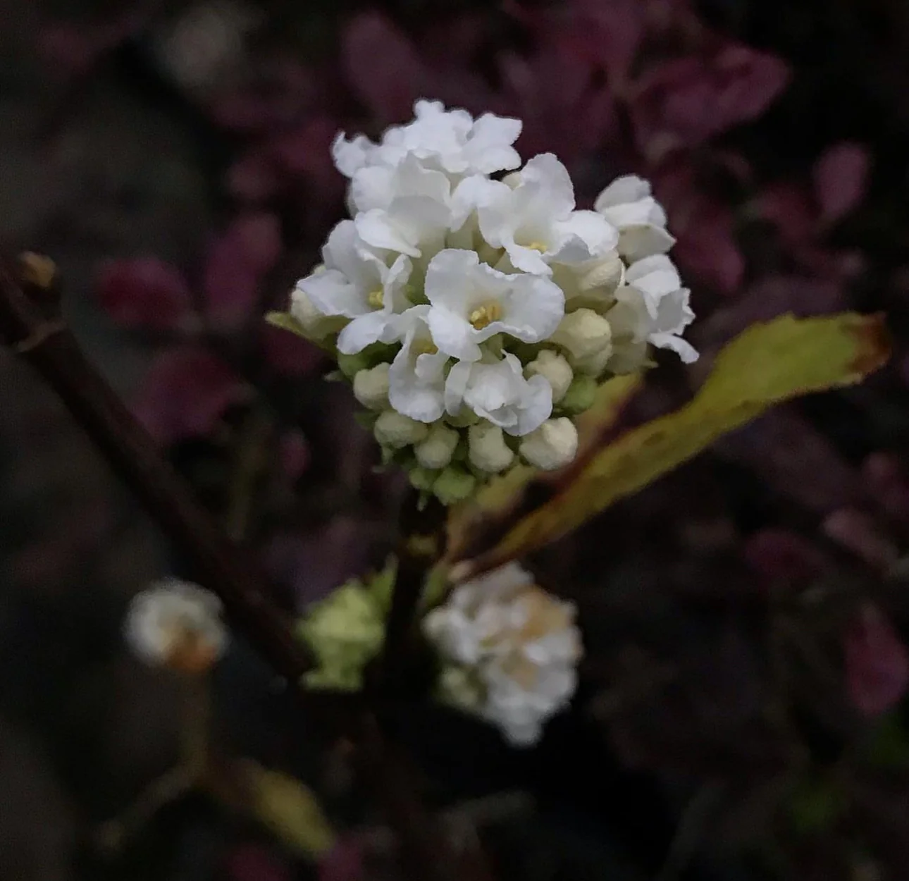 *RETAIL - Viburnum farreri 'Candidissimum' - Image 4
