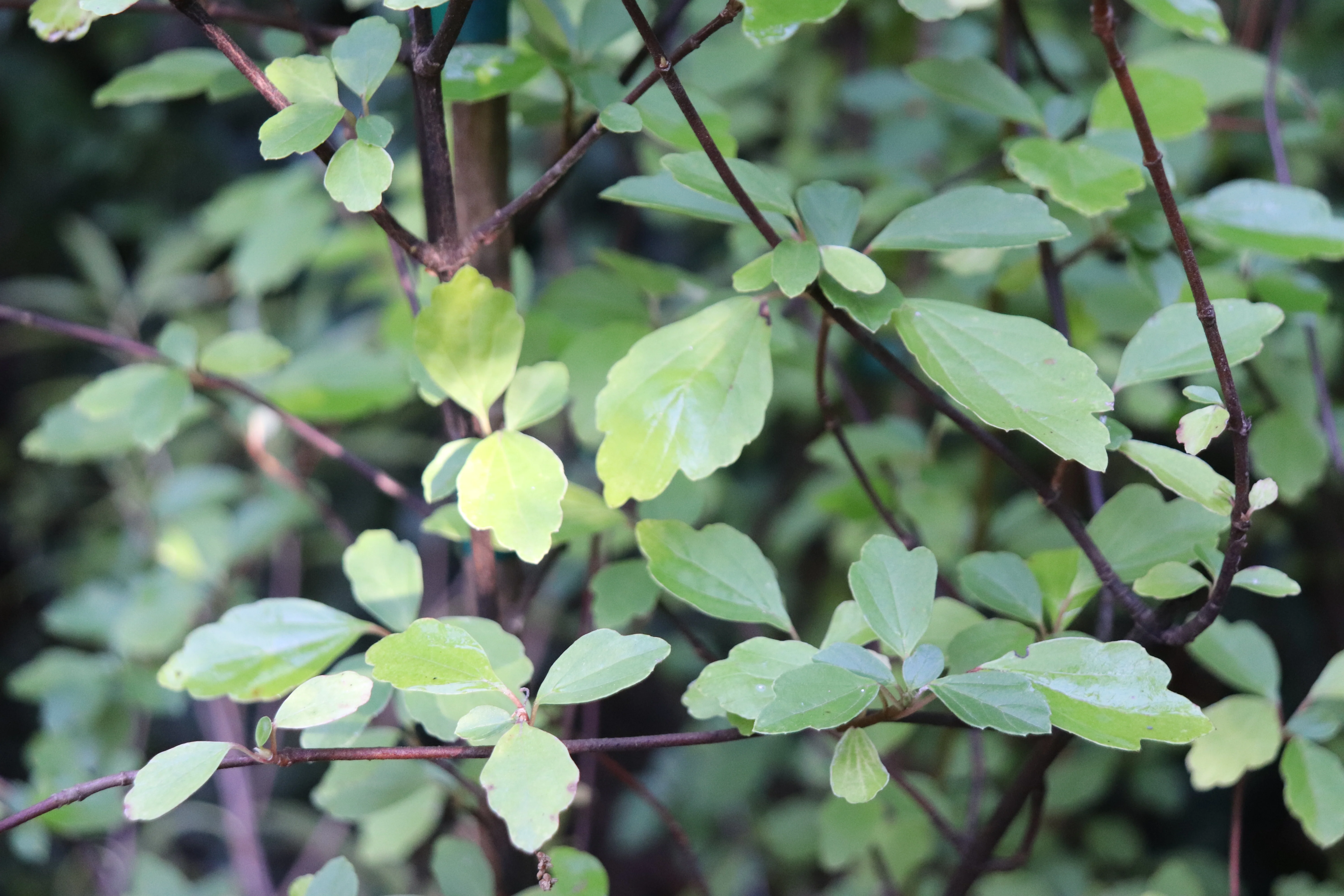 Viburnum kansuense - Image 2