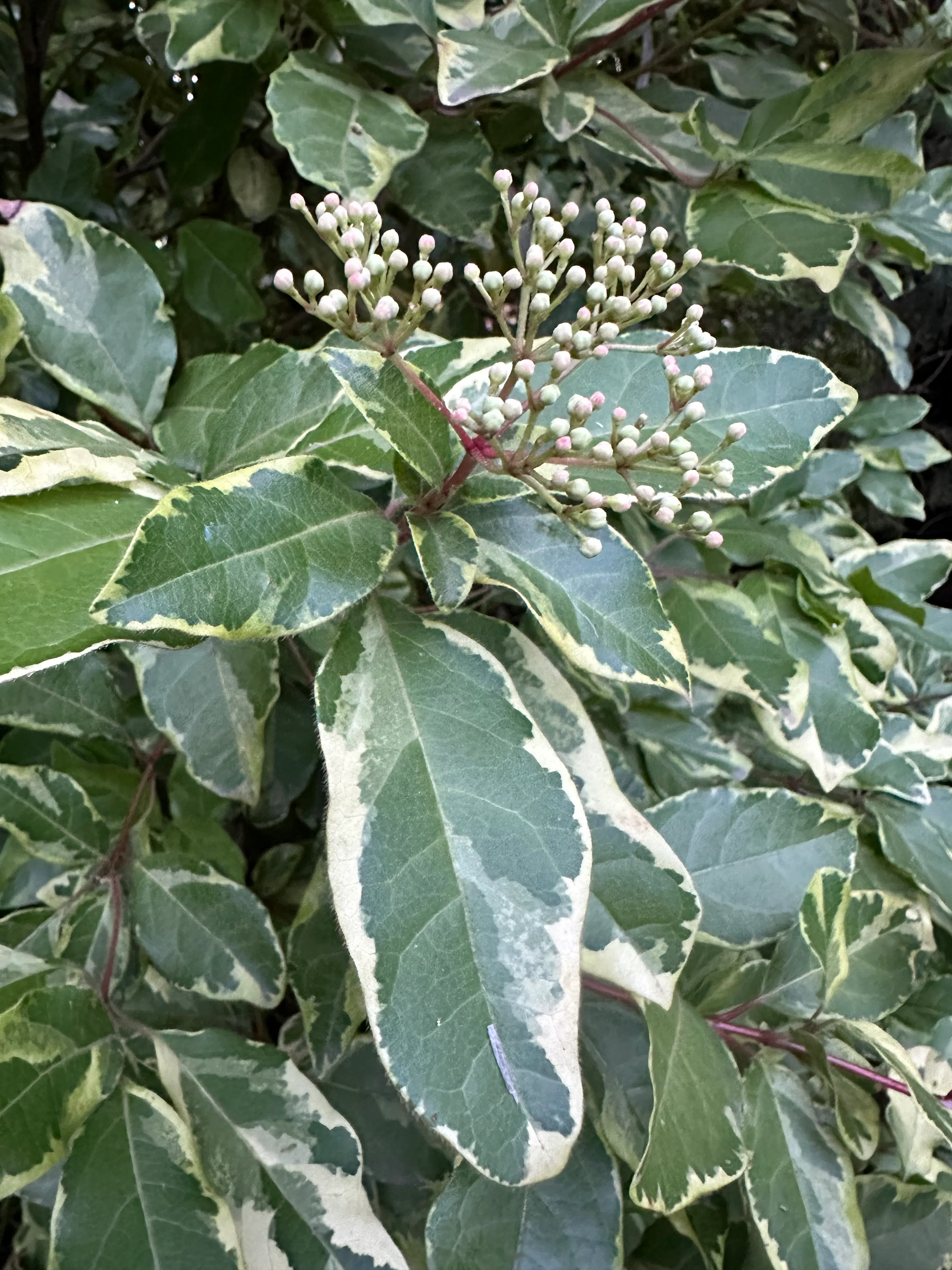 Viburnum tinus 'Bewley's Variegated' - Image 2