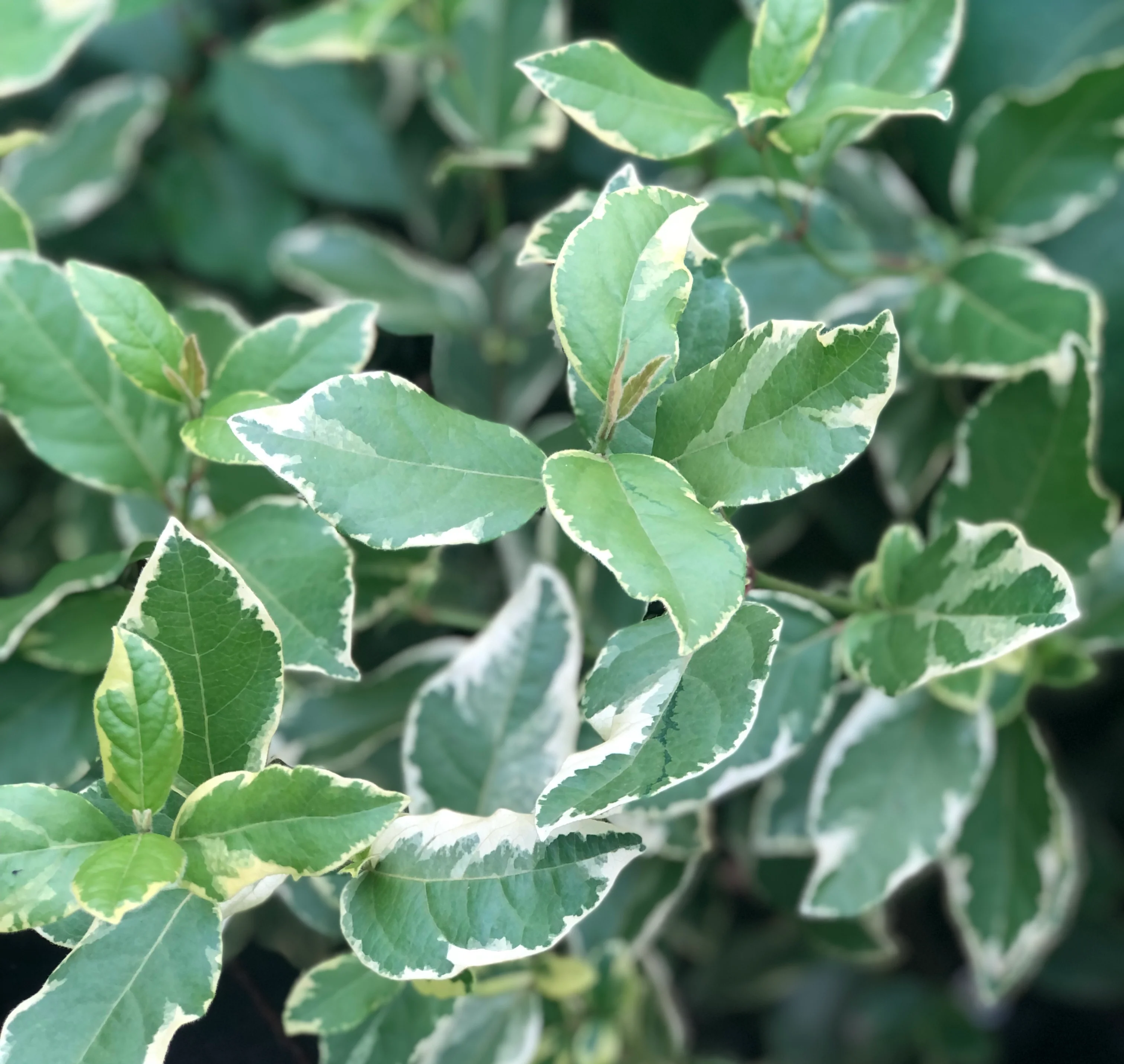 Viburnum tinus 'Bewley's Variegated' - Image 3