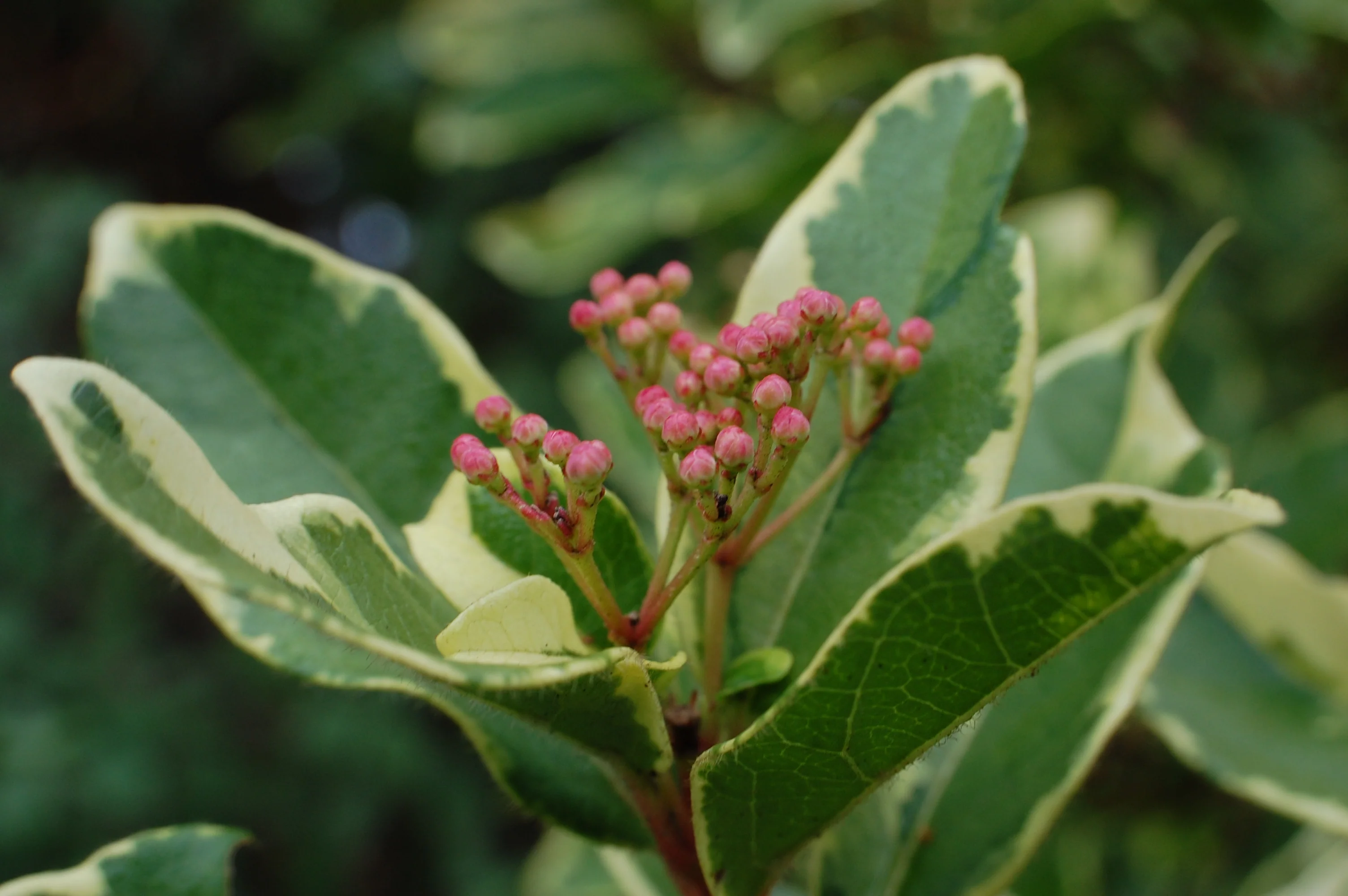 Viburnum tinus 'Bewley's Variegated' - Image 4